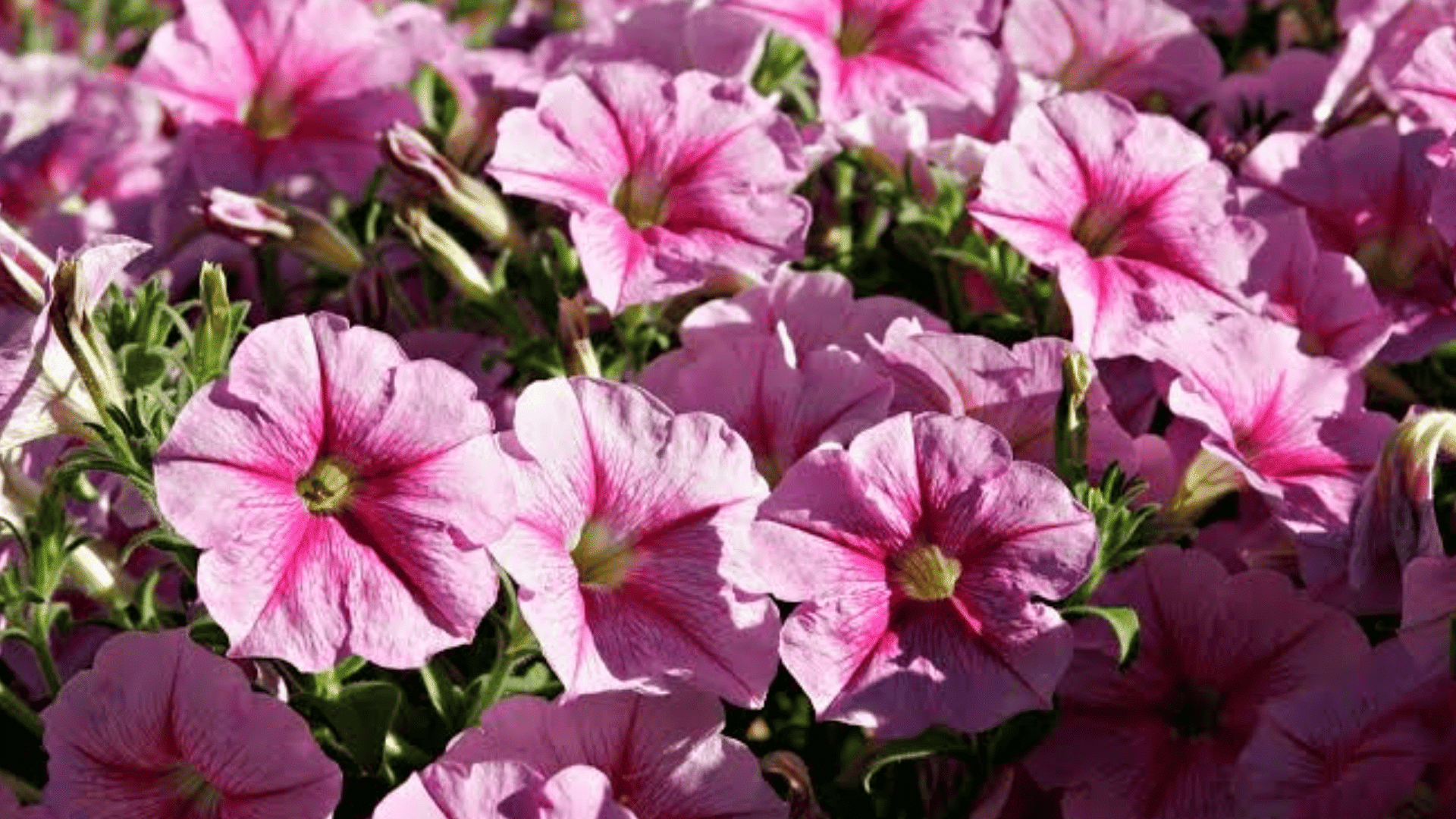 light pink petunia flowers blooming densely with dark pink centers and green foliage in a vibrant sunlit garden bed