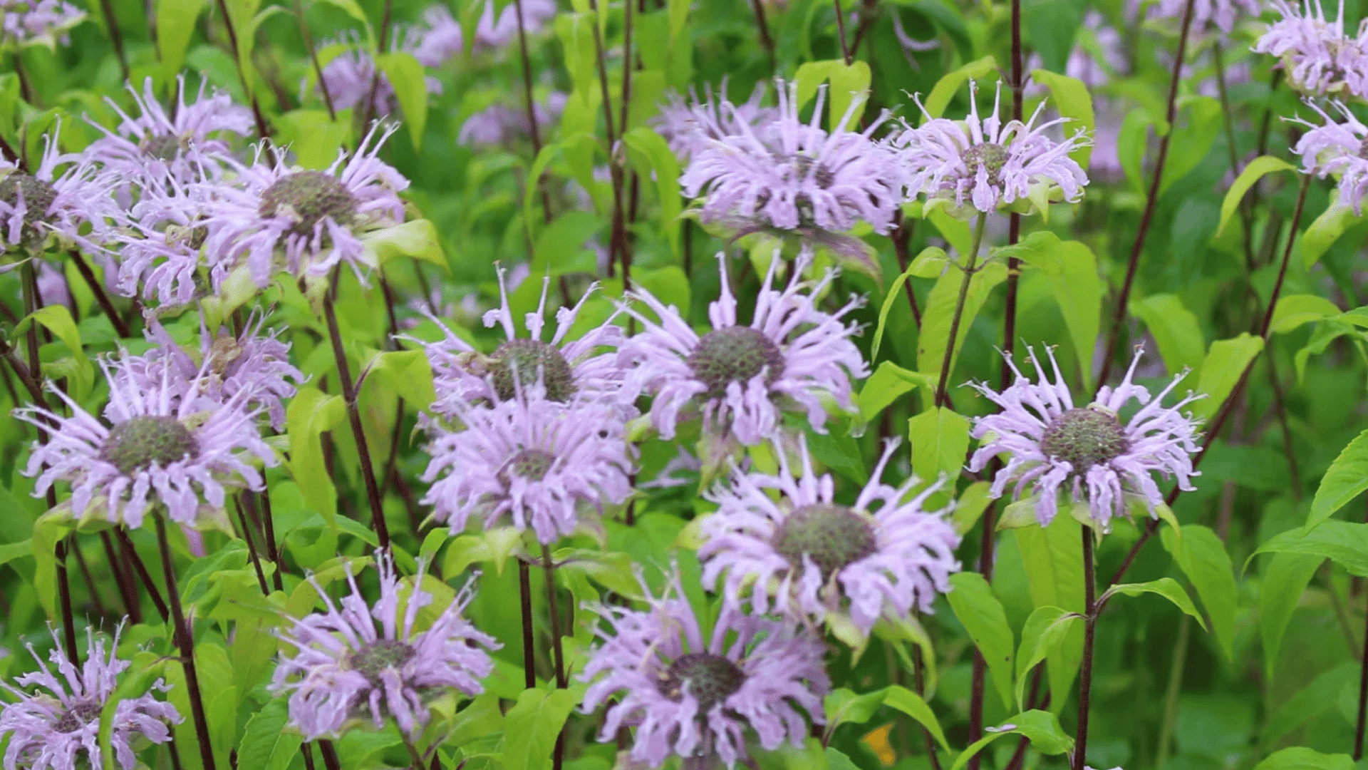 light purple bee balm flowers blooming on tall stems with green leaves creating a lush garden filled with vibrant blossoms