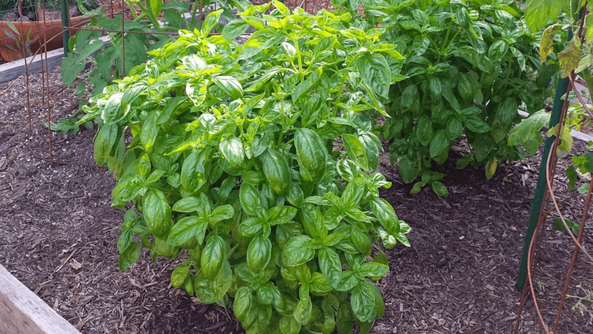 lush green basil plants growing beside caged tomato vines in a raised garden bed creating a healthy companion planting arrangement (1)