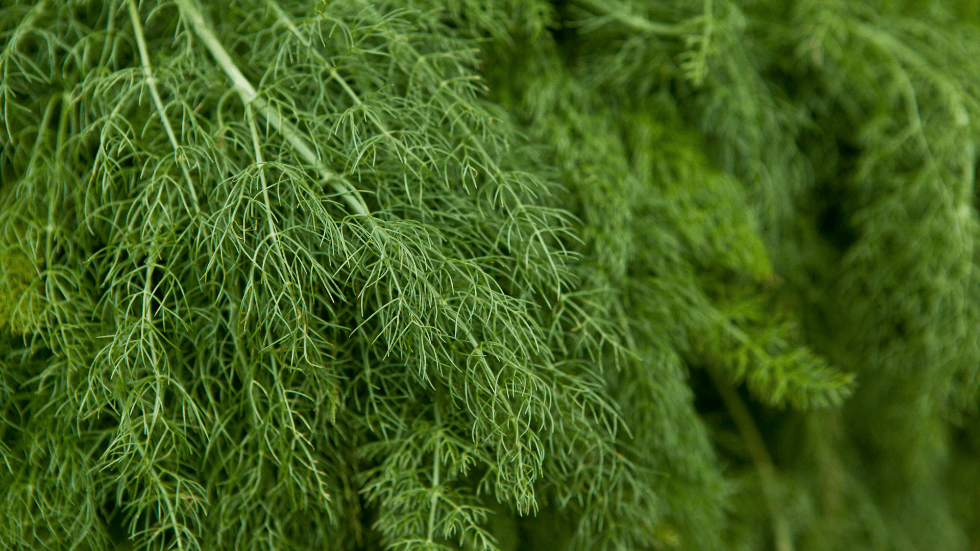 lush green dill with delicate feathery leaves growing as beneficial eggplant companion plants in the garden