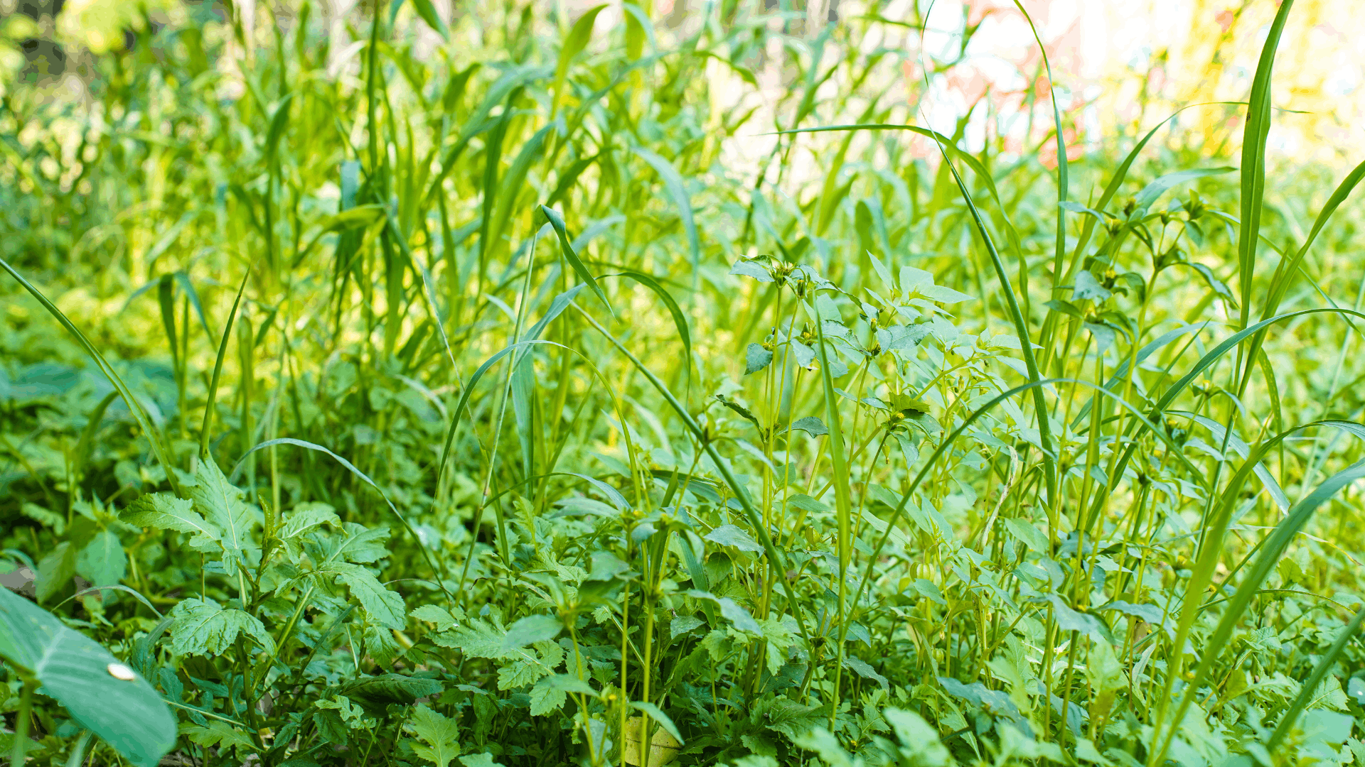 lush green garden foliage with tall grass and wild plants growing densely under bright natural sunlight