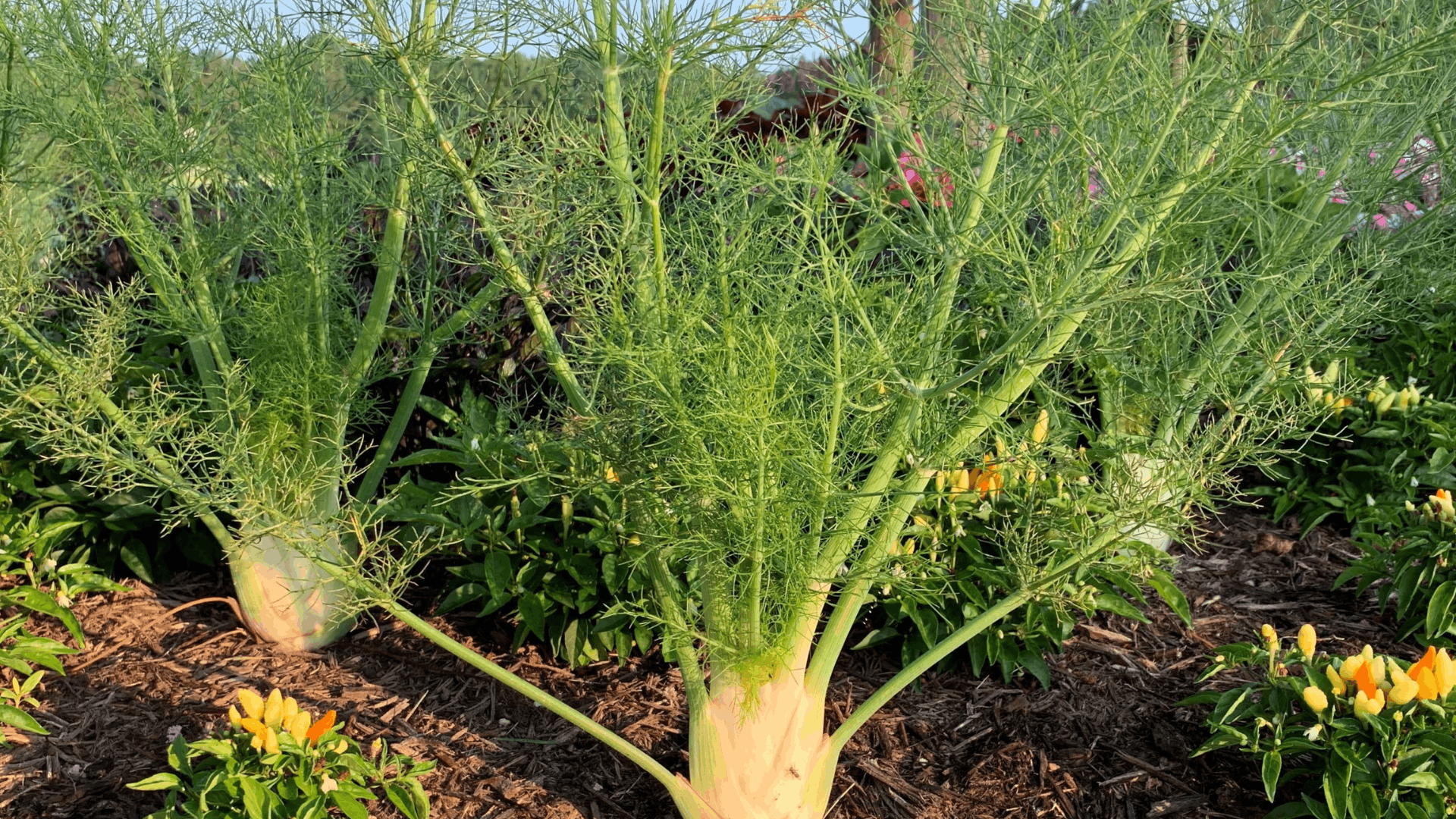mature fennel plants with feathery green fronds growing in a mulched garden bed surrounded by healthy flowering companion plants (1)