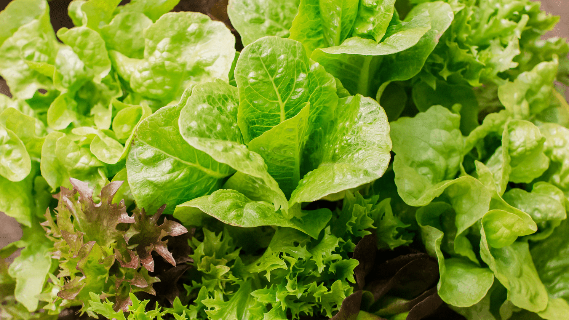 mixed leafy lettuce varieties growing closely together with crisp green and red leaves in a vibrant garden bed