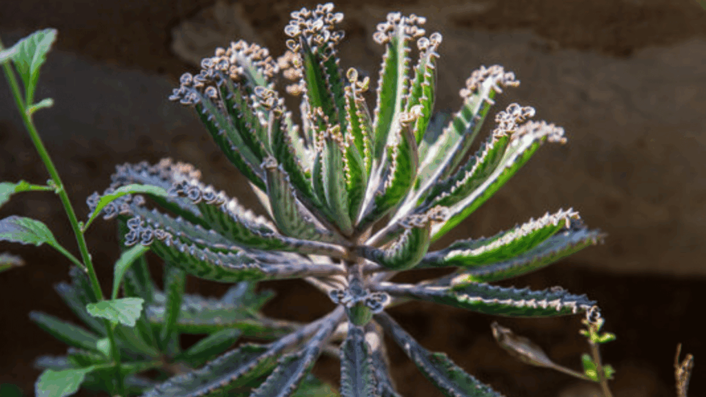 mother of millions succulent with long narrow leaves covered in tiny plantlets growing along the leaf edges in natural light