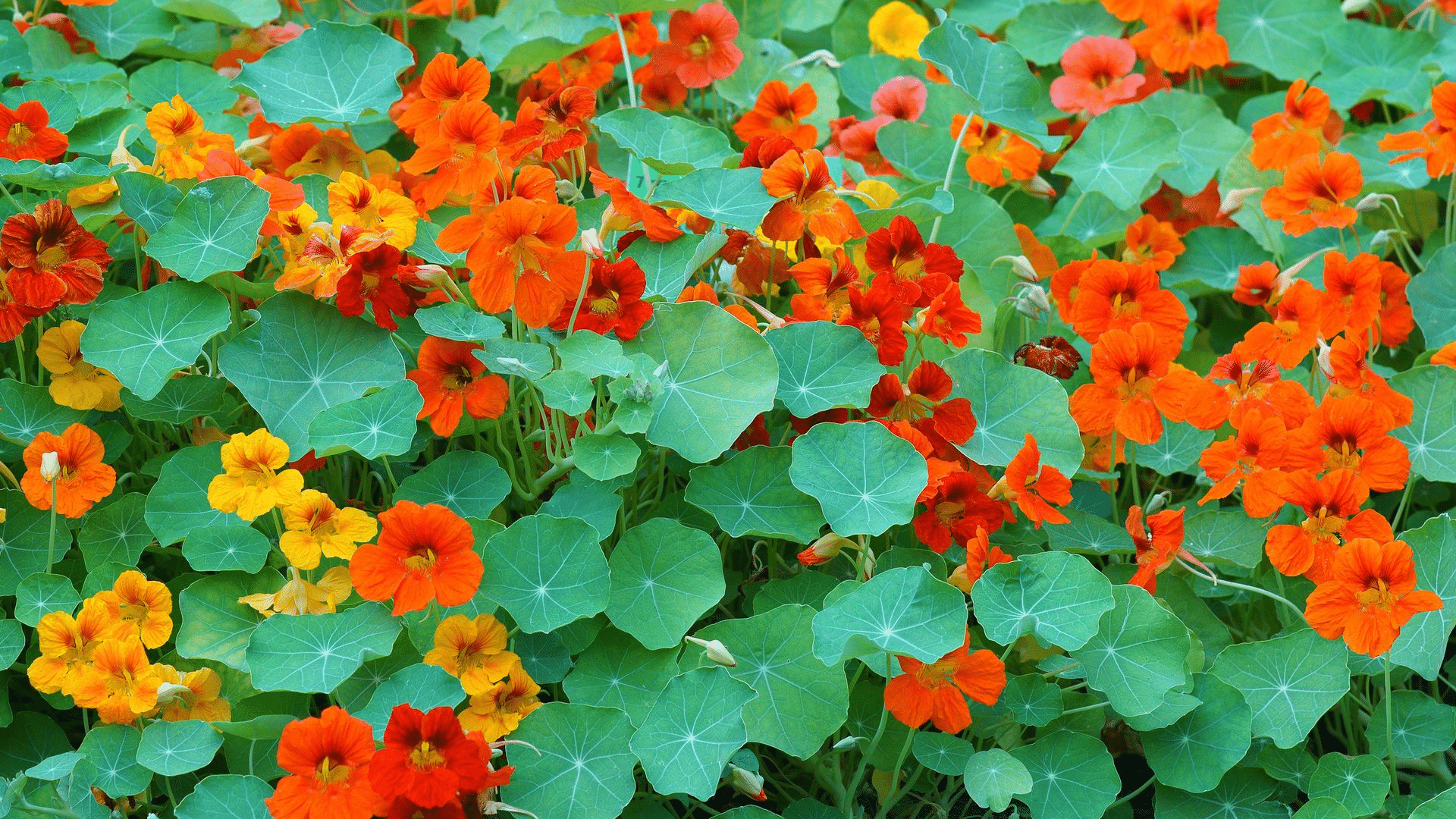 nasturtium flowers blooming with bright orange and yellow petals surrounded by round green leaves in a lush garden bed