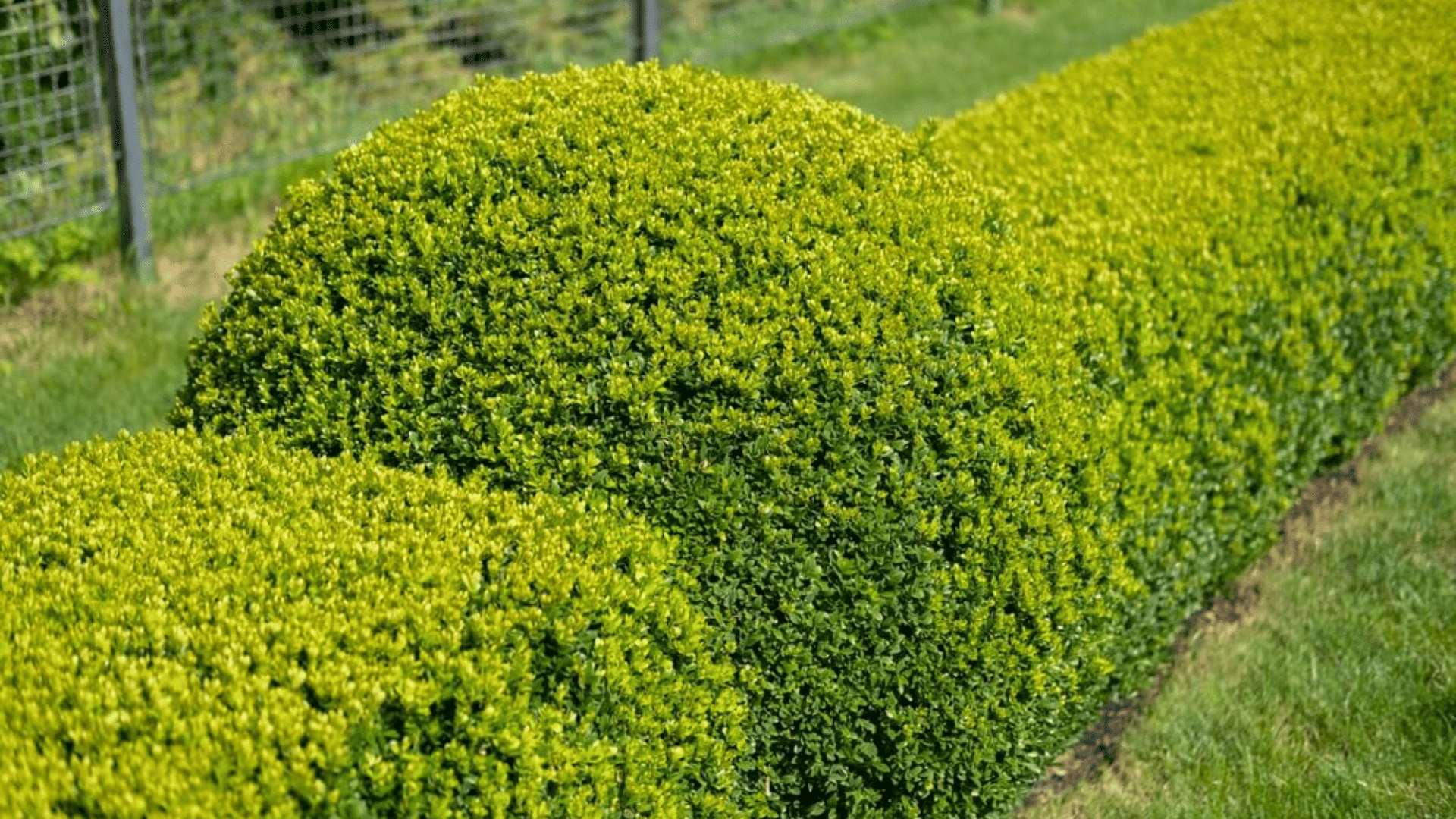 neatly trimmed green boxwood hedges shaped into rounded forms lining a sunny landscaped garden beside a grassy path