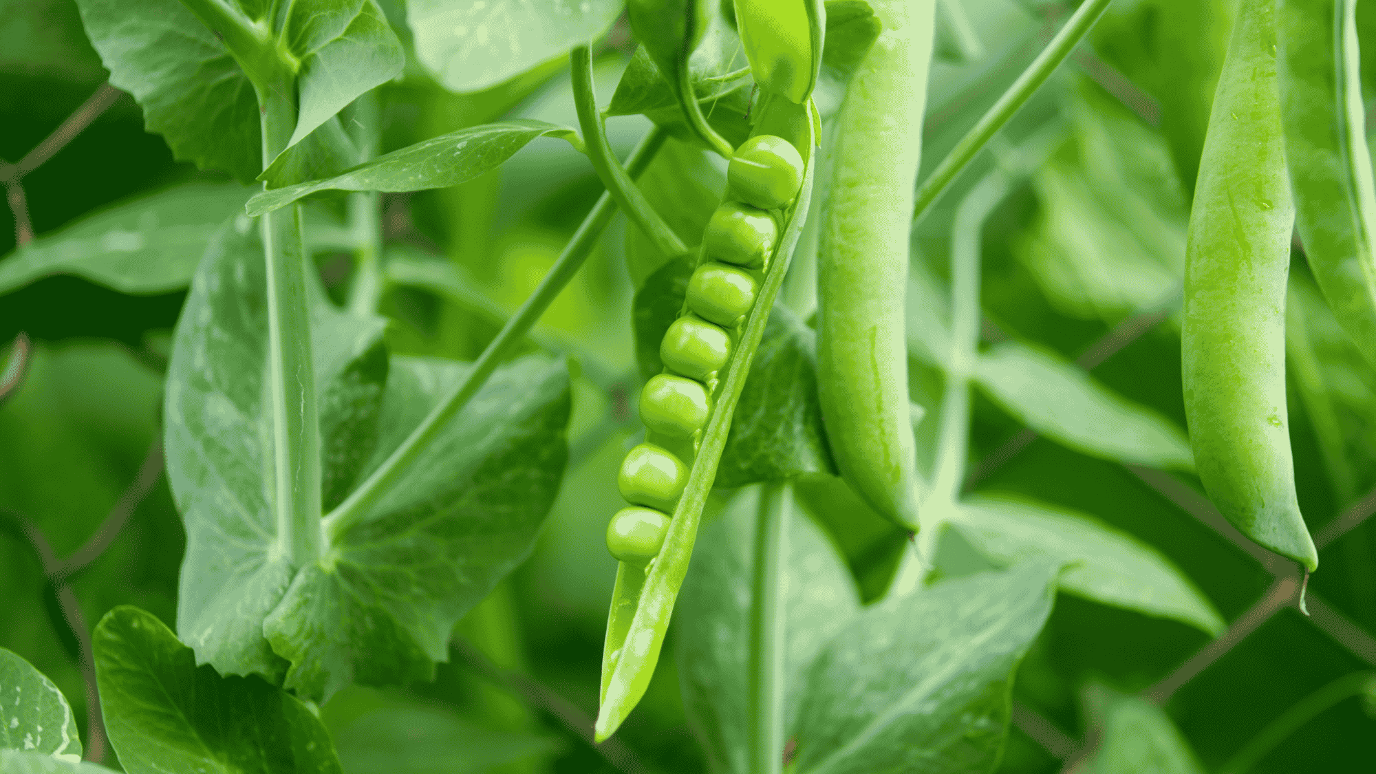 open pea pod showing fresh green peas growing on the vine surrounded by healthy leaves and unopened pods