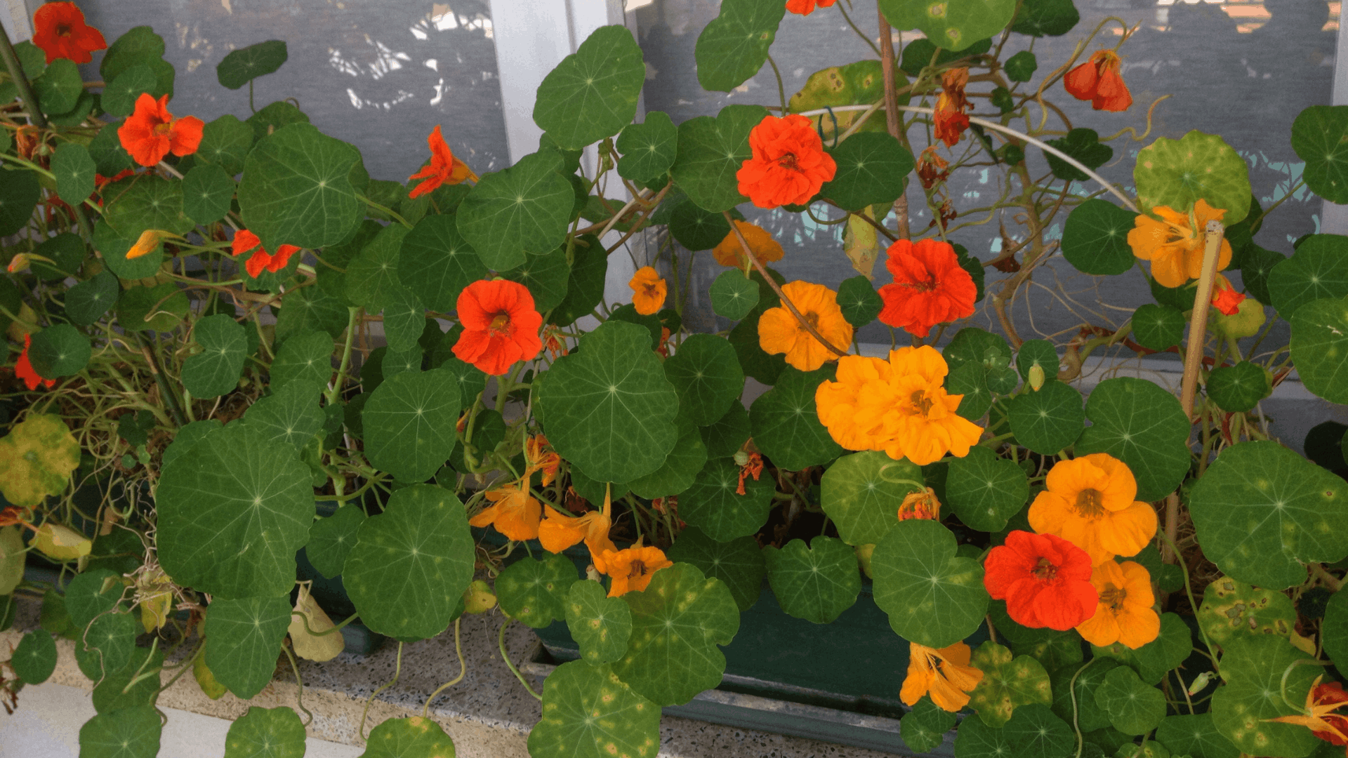 orange and yellow nasturtium flowers with round green leaves growing along a window sill garden display