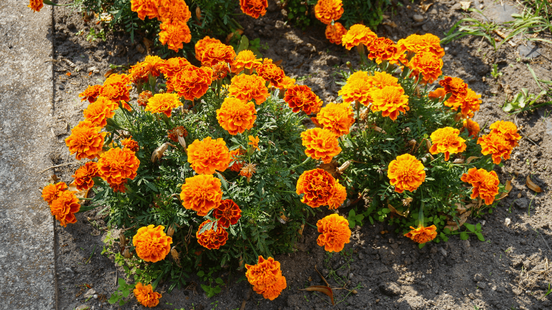 orange marigold flowers blooming in a garden bed with green leaves beside a concrete pathway in bright sunlight