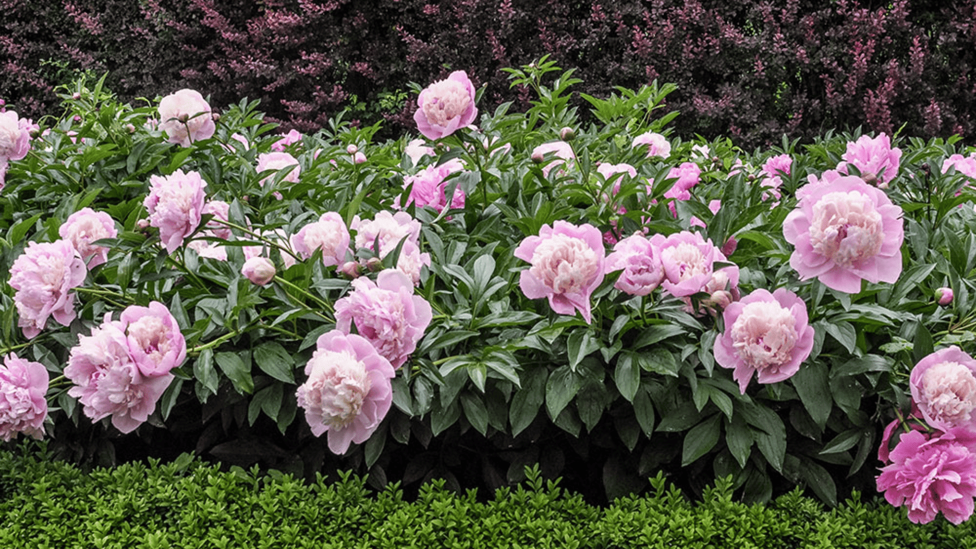 pale pink peony flowers blooming across lush green shrubs with neatly trimmed hedges in a landscaped garden