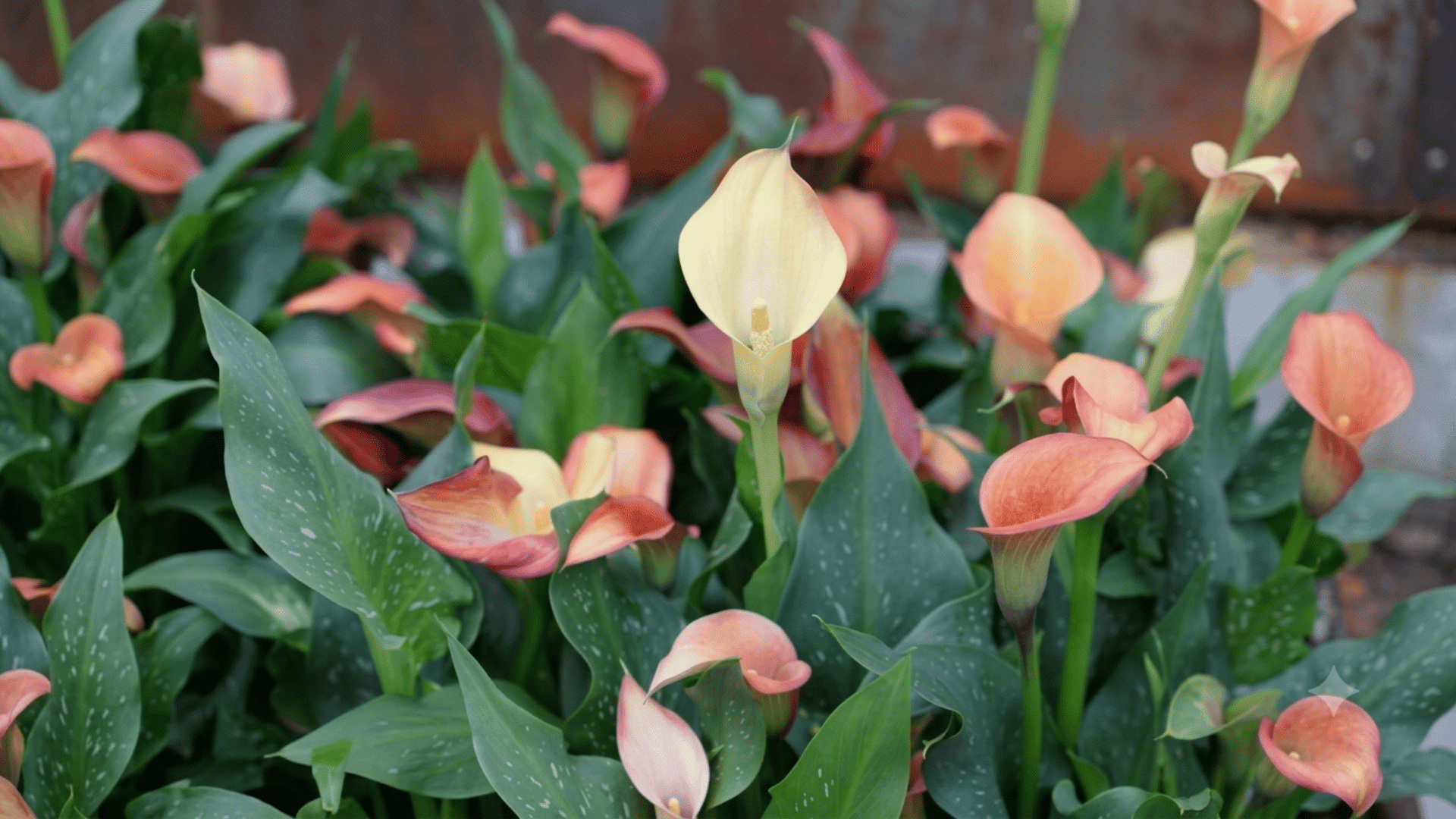 peach and cream calla lilies blooming among lush green leaves in a garden