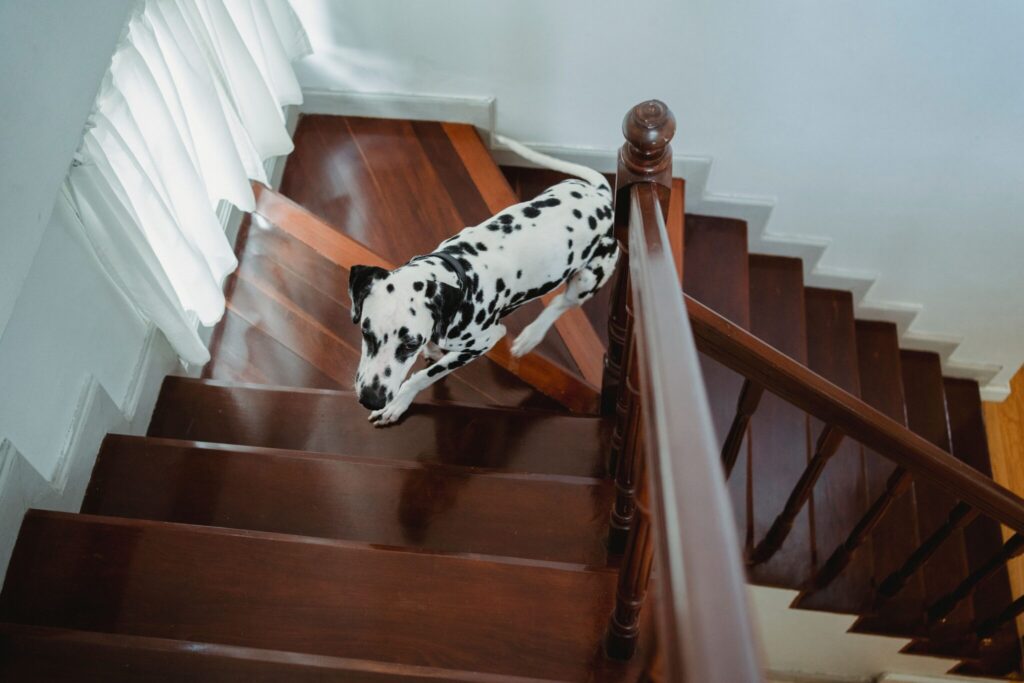 Pet-Friendly Home Design: Best Materials, Layouts, and Finishes