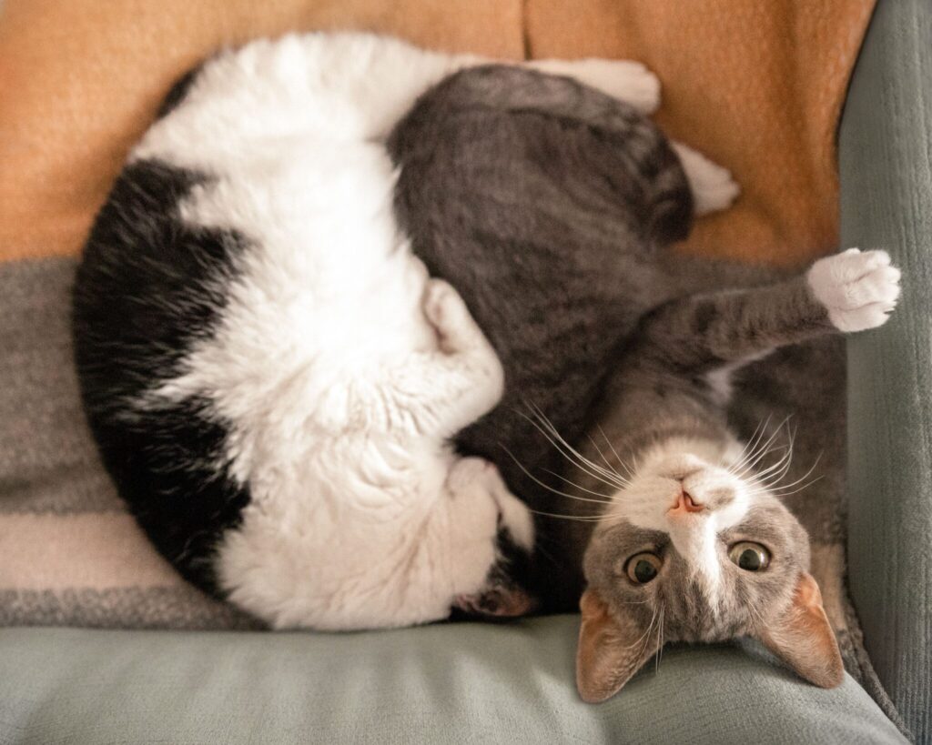 Pet-Friendly Home Design: Best Materials, Layouts, and Finishes