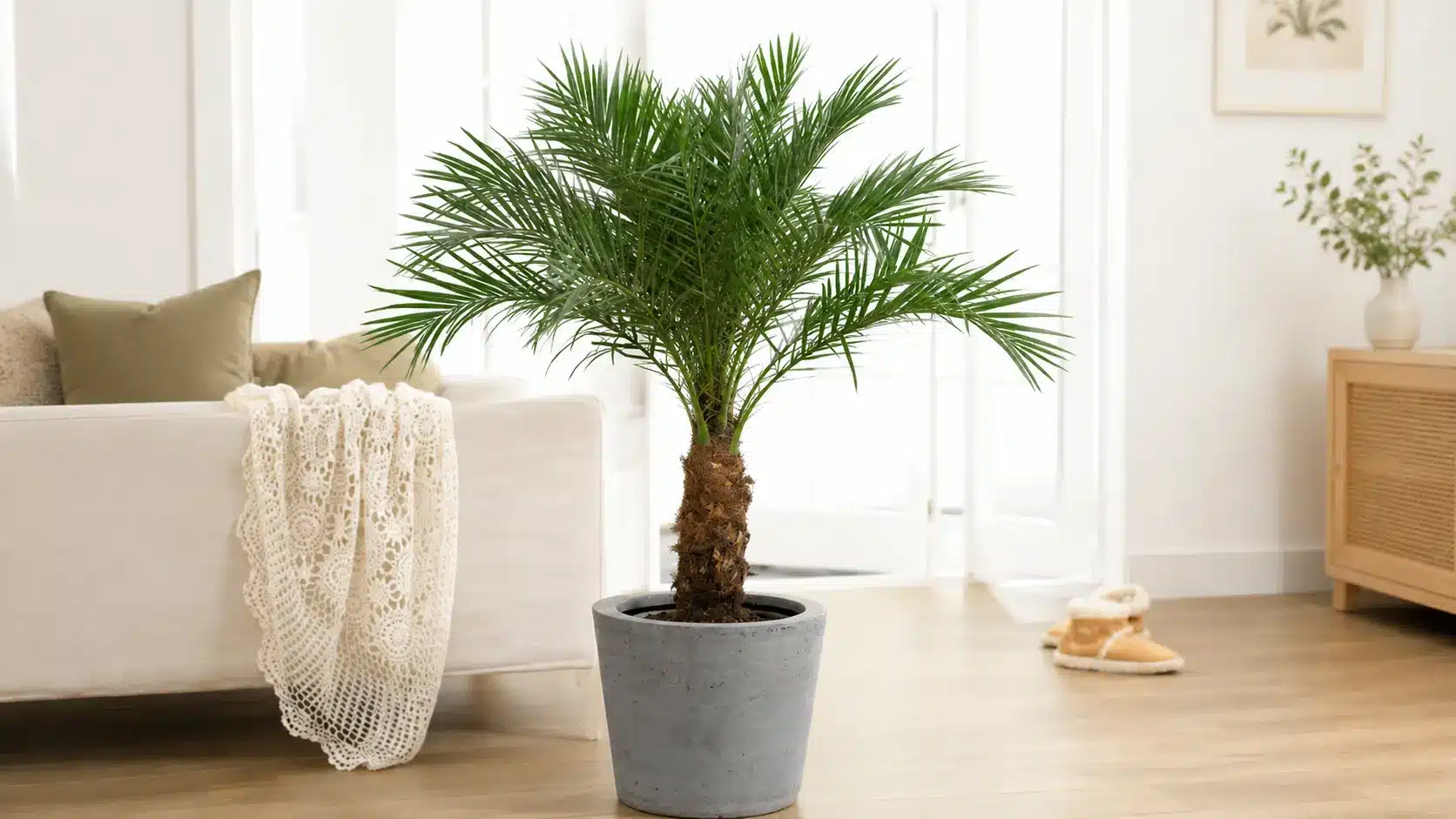 Pygmy date palm with arching fronds in a gray planter