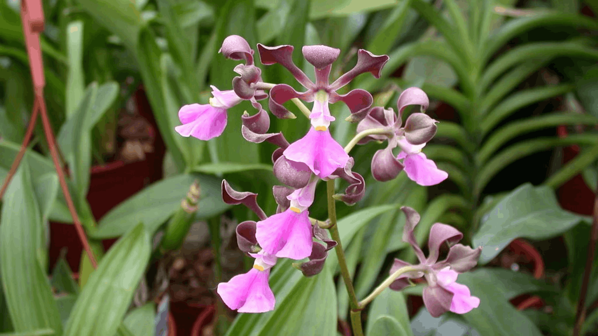 pink and brown orchid flowers blooming on slender stems surrounded by long green leaves in a lush greenhouse garden setting