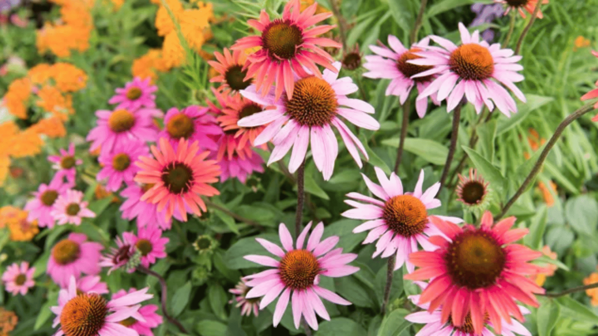 pink and coral coneflowers blooming in a lush garden with green foliage and colorful flowers filling the background