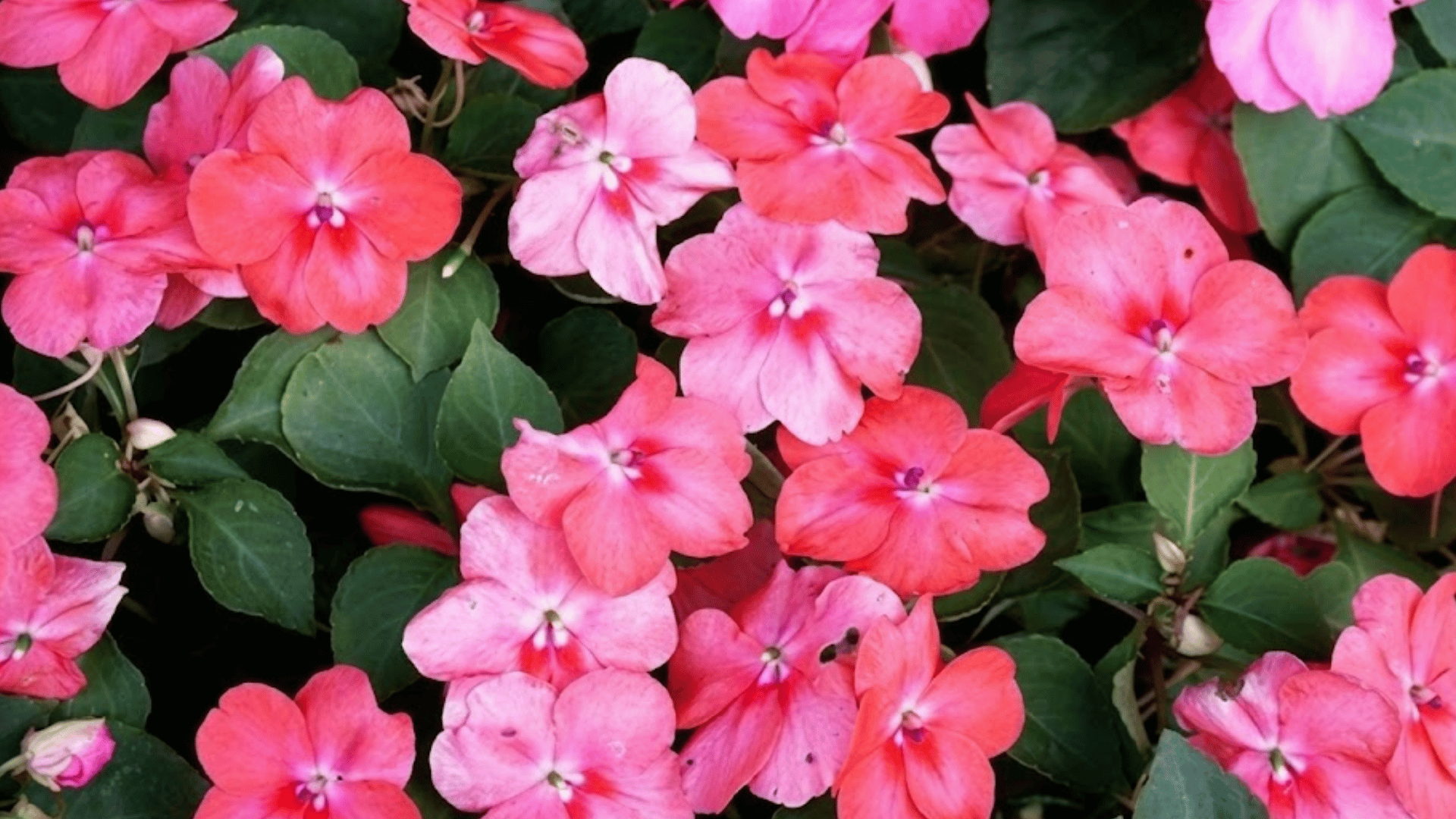 pink and coral impatiens flowers blooming among lush green leaves creating a vibrant colorful garden display with dense foliage