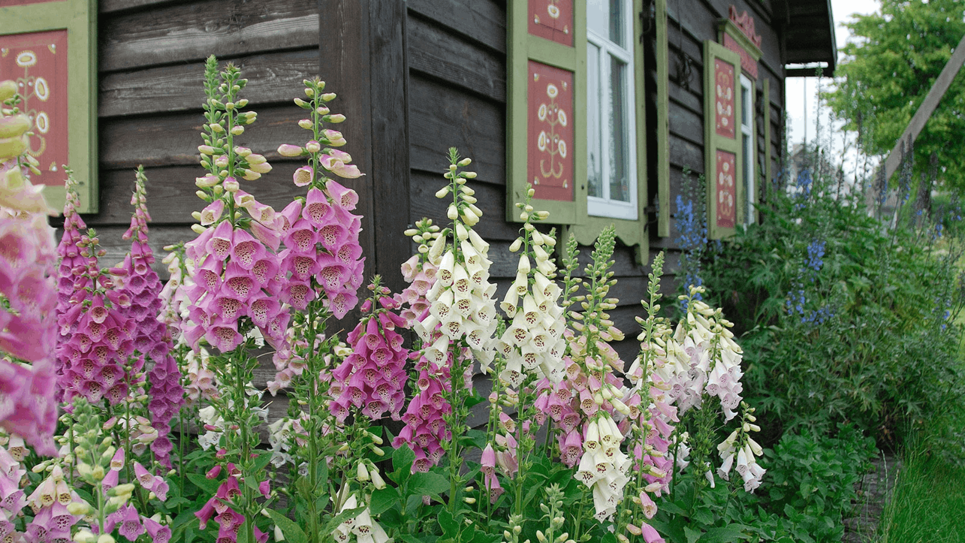 pink and white foxglove flowers blooming beside a rustic wooden house with lush garden plants lining the walkway (1)