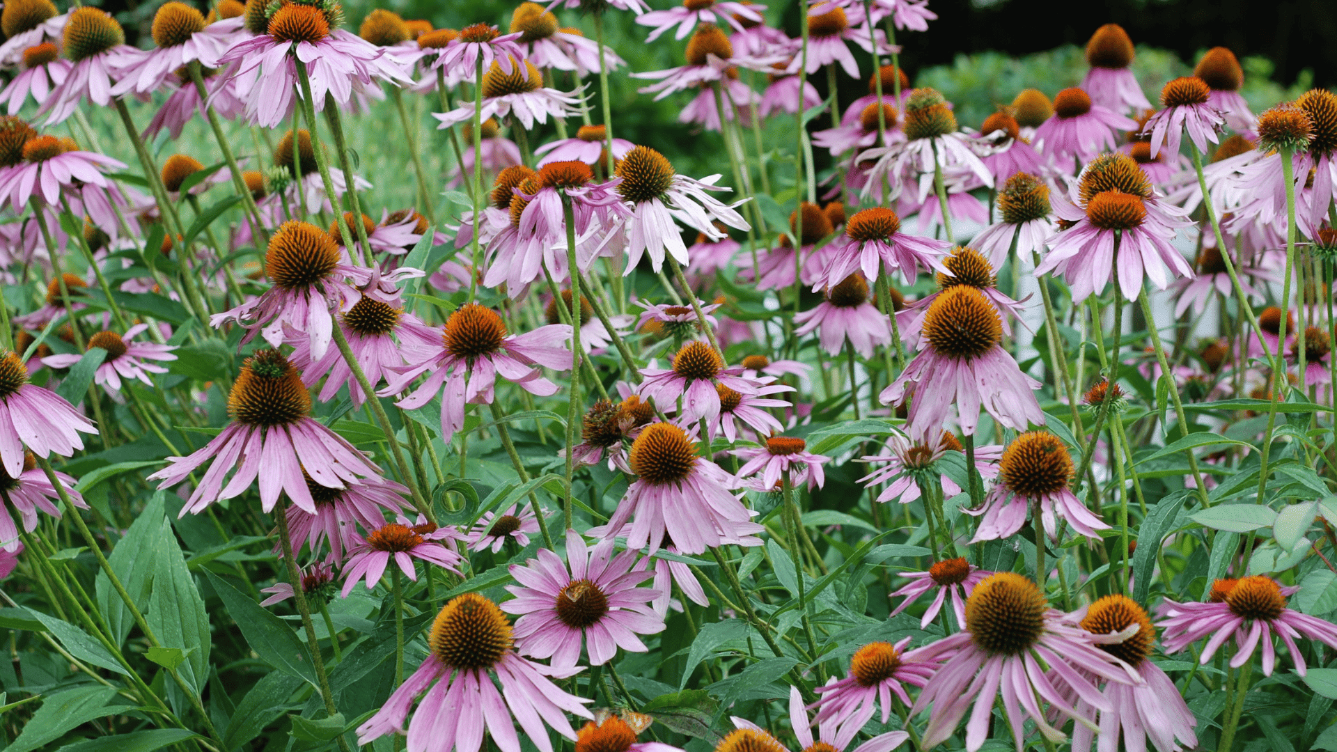 pink coneflowers with raised orange centers blooming densely among green leaves in a vibrant garden bed