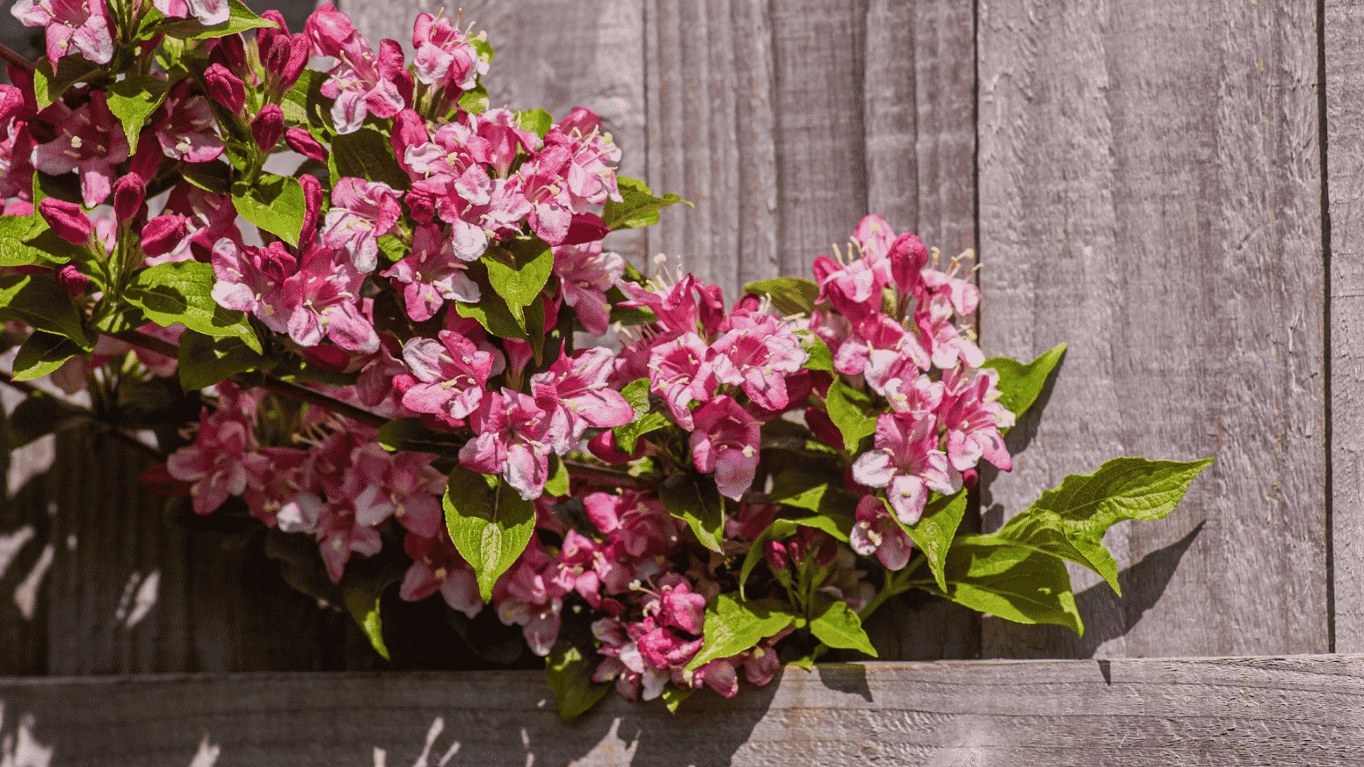 pink flowering shrub with clusters of blossoms growing against a weathered wooden fence in bright sunlight