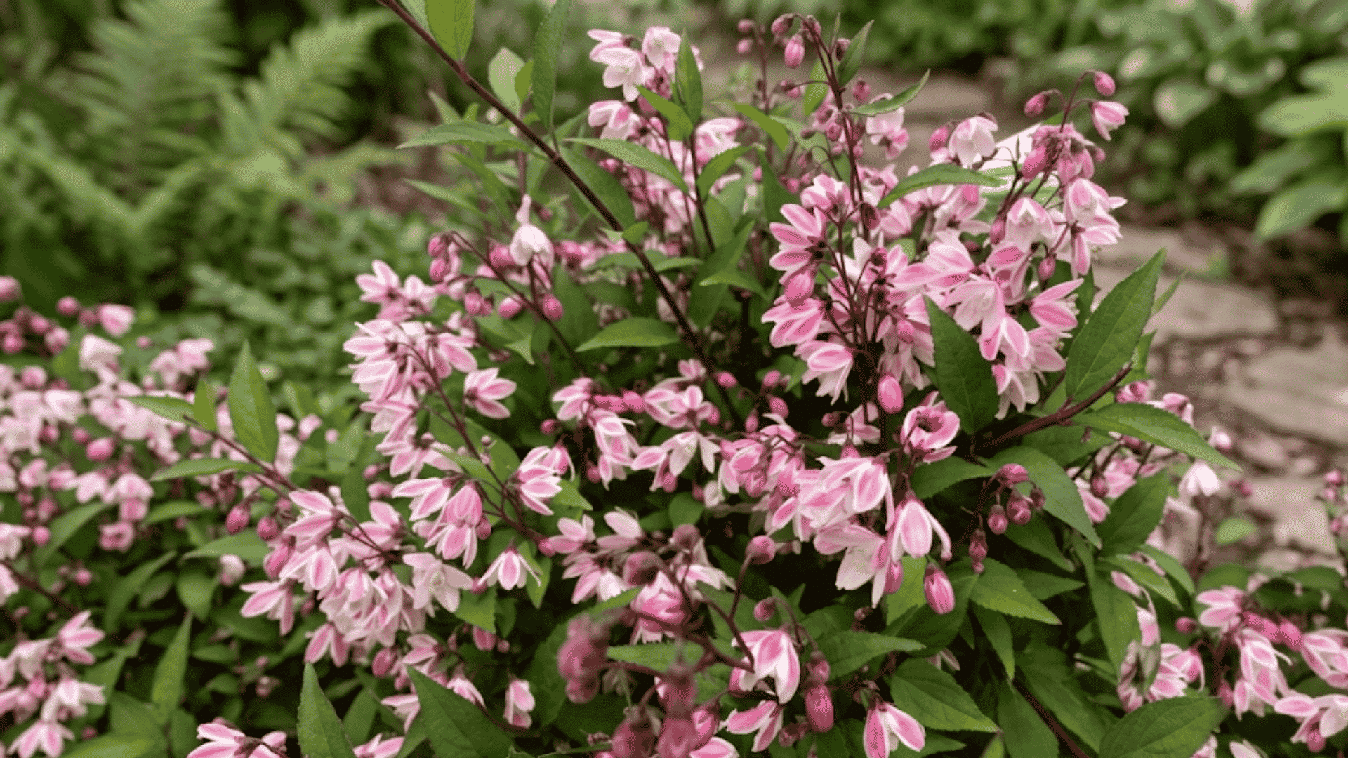 pink flowering shrub with clusters of blossoms growing in a landscaped garden bed