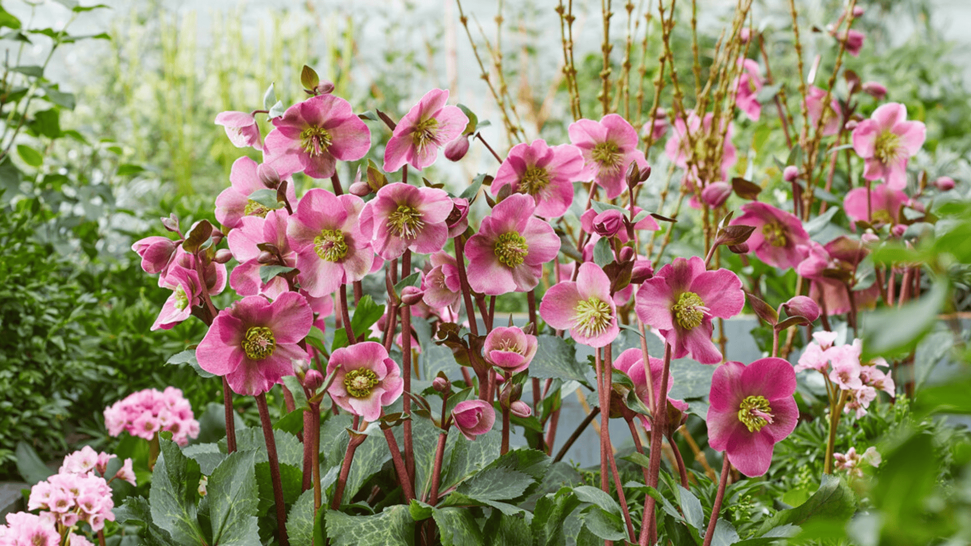pink hellebore flower blooming with open petals surrounded by buds and green leaves in a softly blurred garden setting