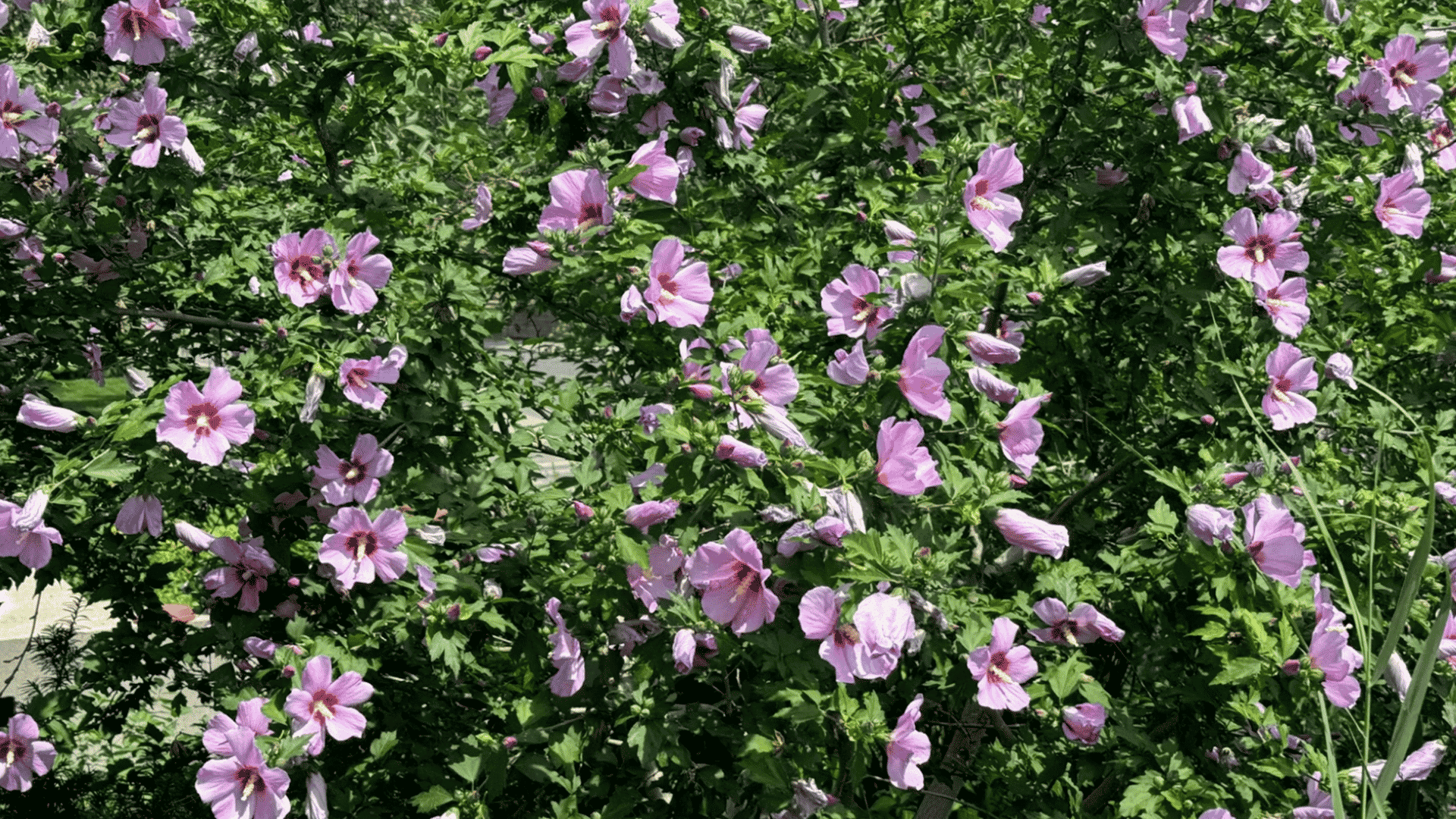 pink hibiscus flowers blooming densely across a leafy shrub in bright summer sunlight