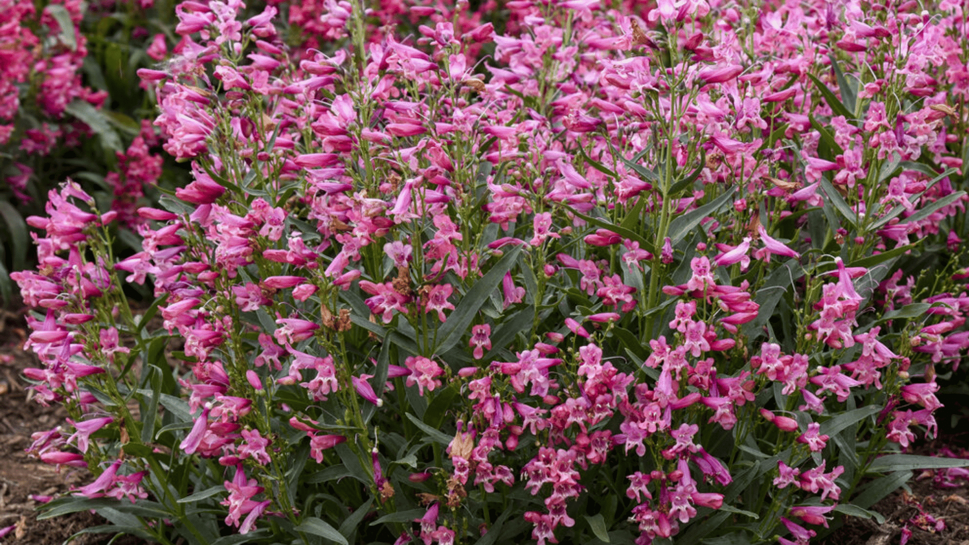 pink penstemon flowers blooming in a garden bed with green foliage and purple flowers softly blurred in the background