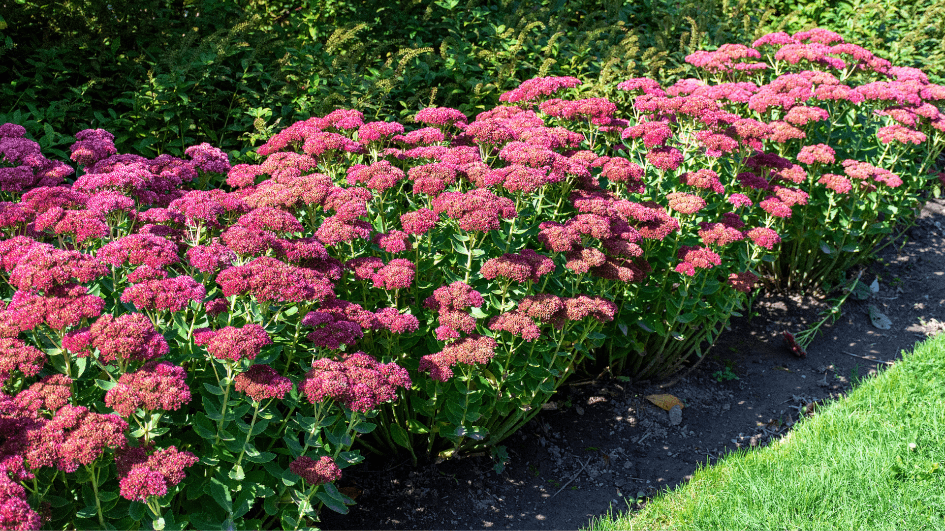 pink sedum flowers blooming in a landscaped garden bed with lush green foliage and a neatly trimmed lawn nearby (1)