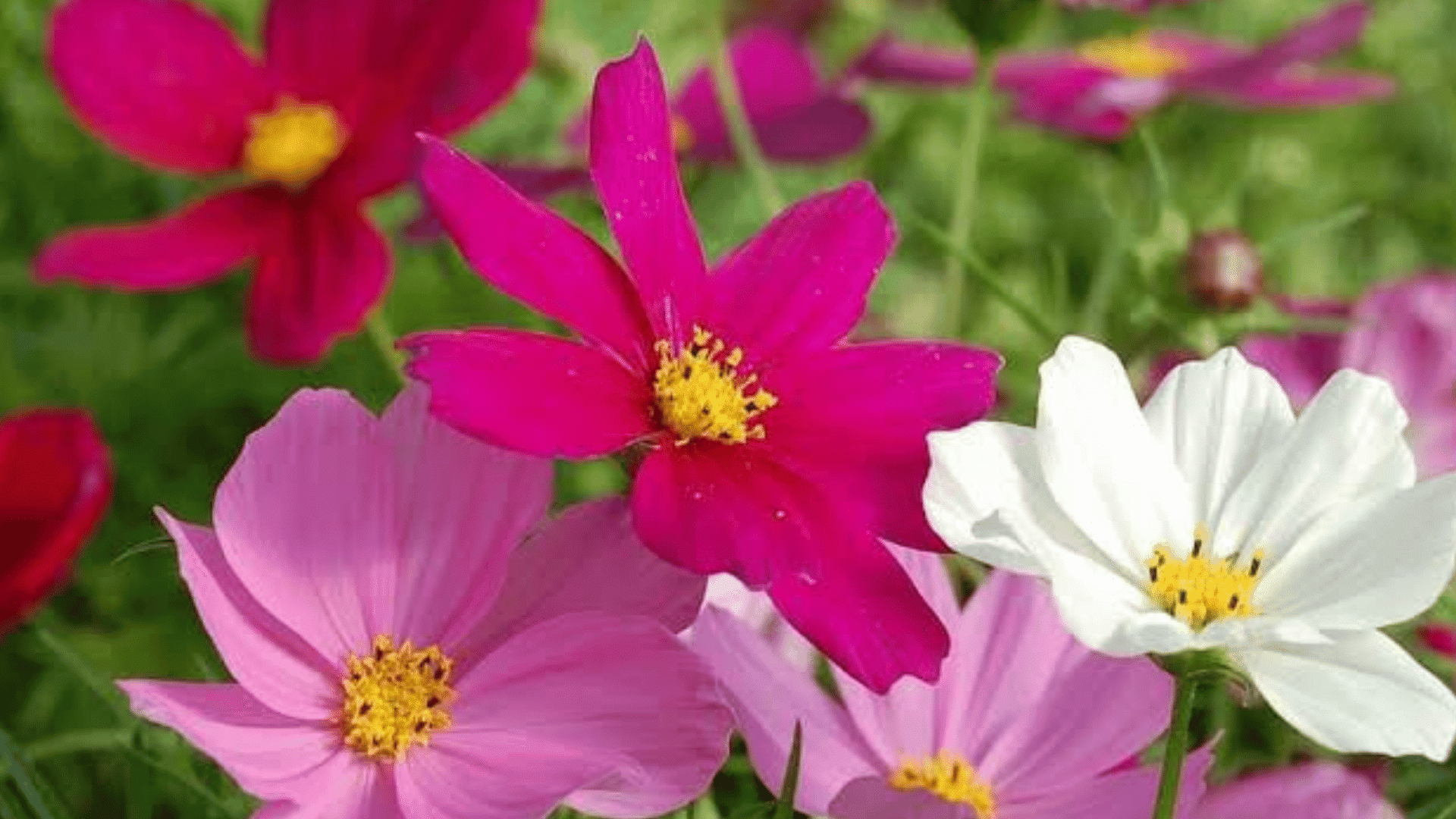 pink white and magenta cosmos flowers blooming with bright yellow centers among delicate green foliage in a colorful garden
