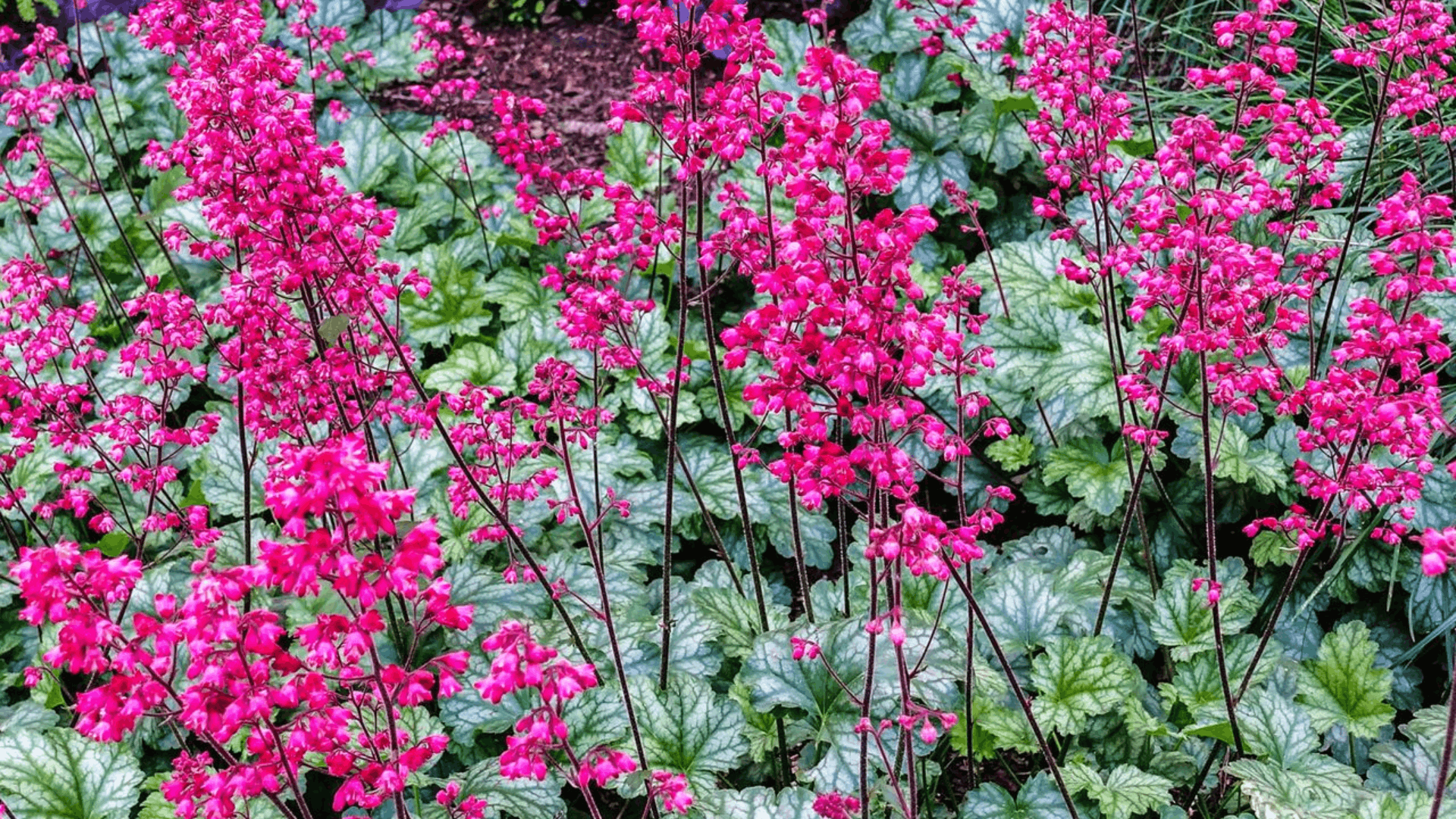 pink heuchera flowers rising above silvery green foliage creating a vibrant garden display beneath evergreen shrubs