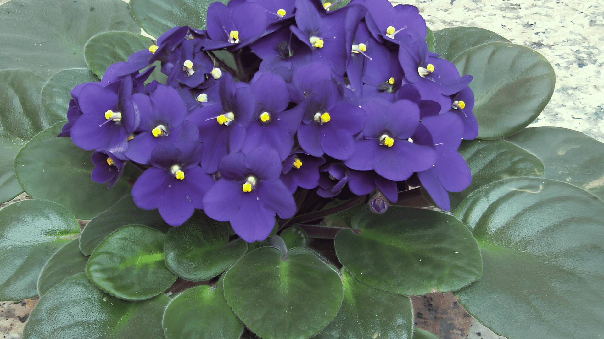 purple african violet flowers blooming above velvety green leaves in a small potted houseplant on a stone surface