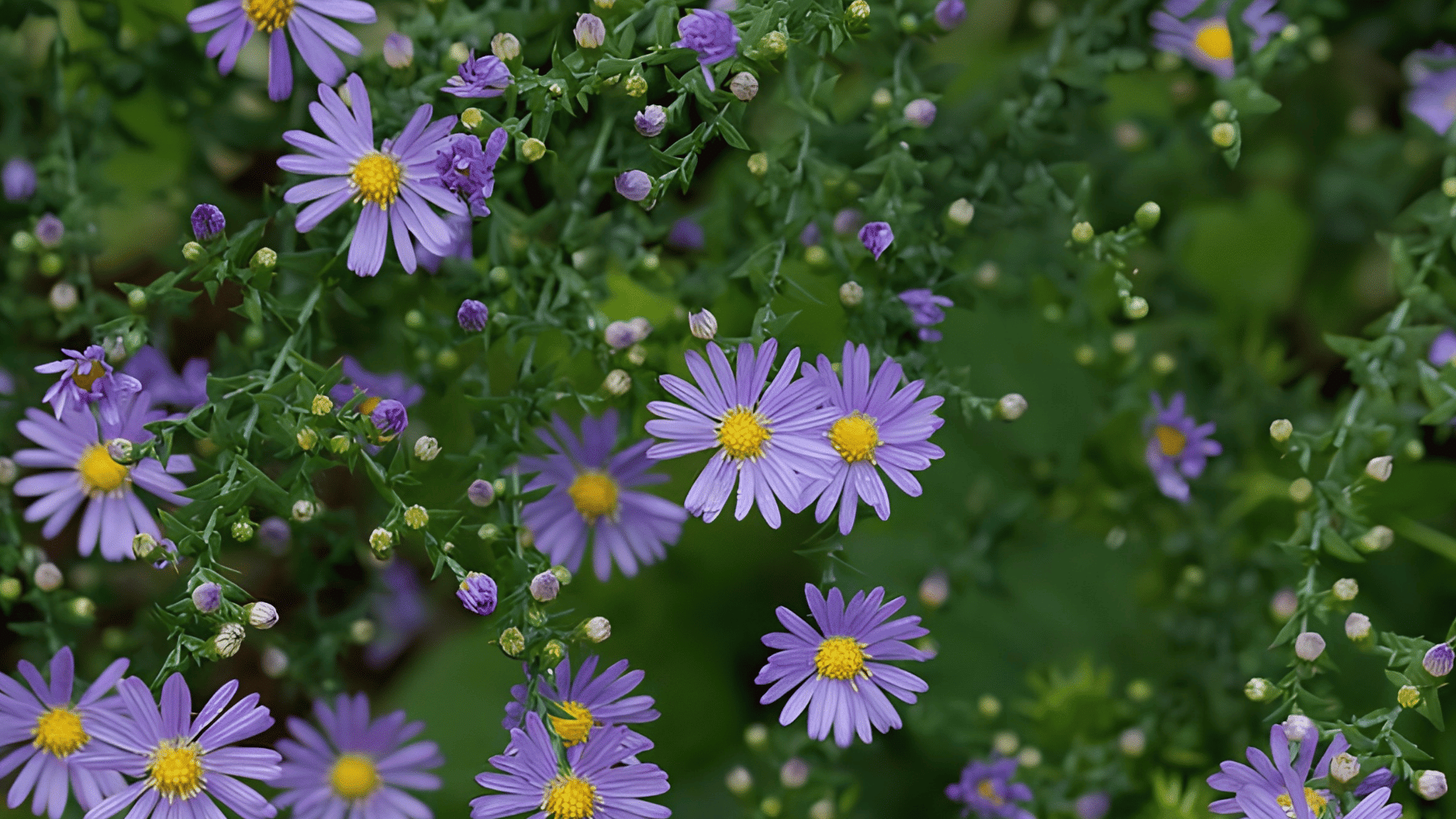 purple aster flowers blooming on leafy green stems with yellow centers and unopened buds in a lush garden setting