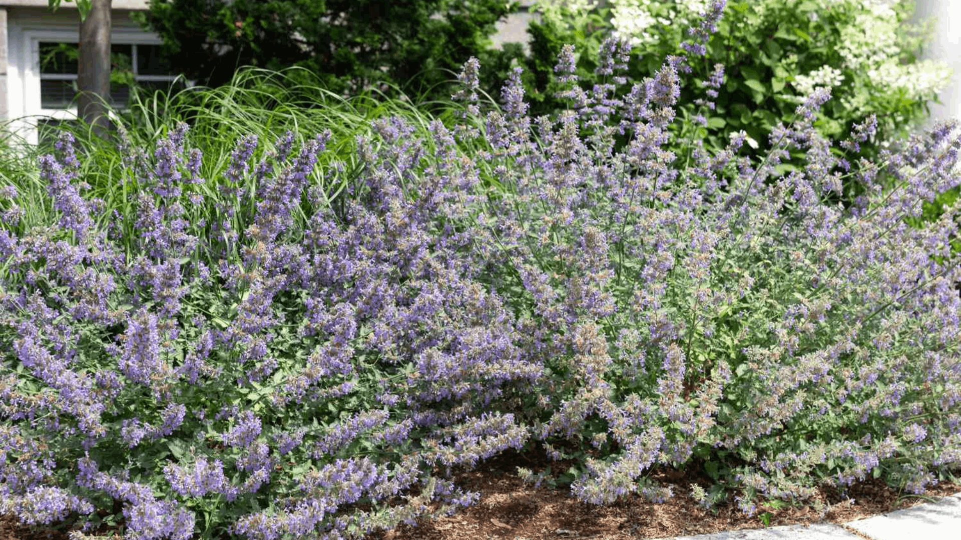 purple flowering catmint plants growing in a landscaped garden bed beside a walkway with ornamental grasses and shrubs nearby (1)