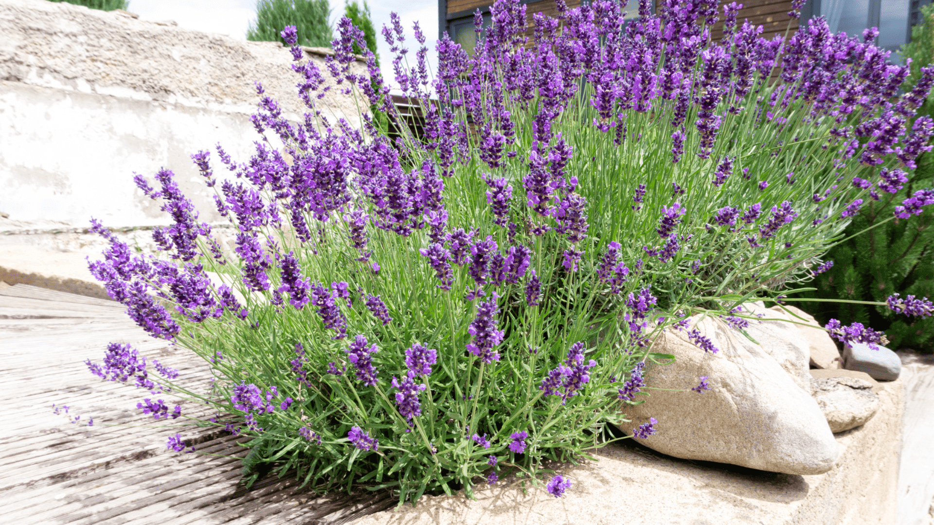 purple flowering spikes growing densely in a garden bed with green leaves visible below and softly blurred blooms in the background