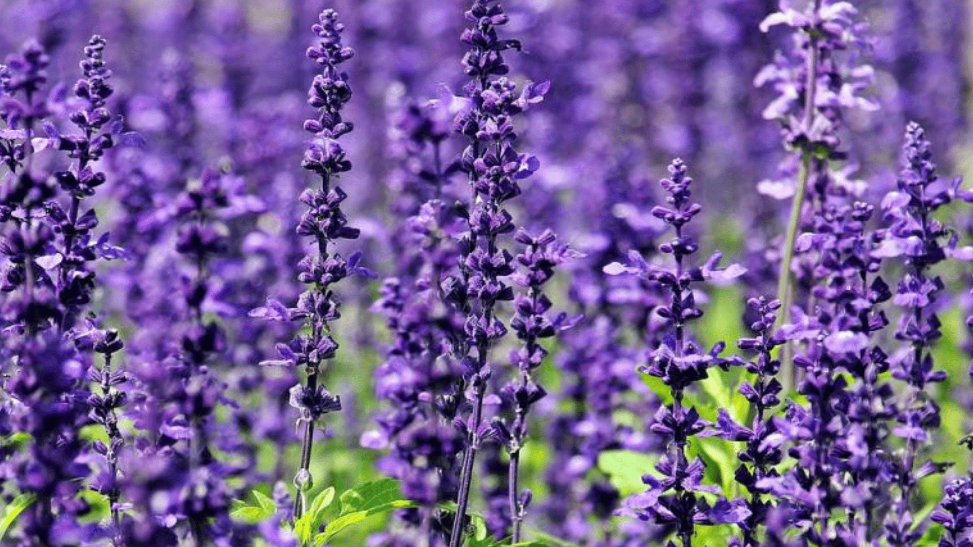 purple lavender flower spikes blooming closely together in a sunlit garden with soft blurred flowers in background