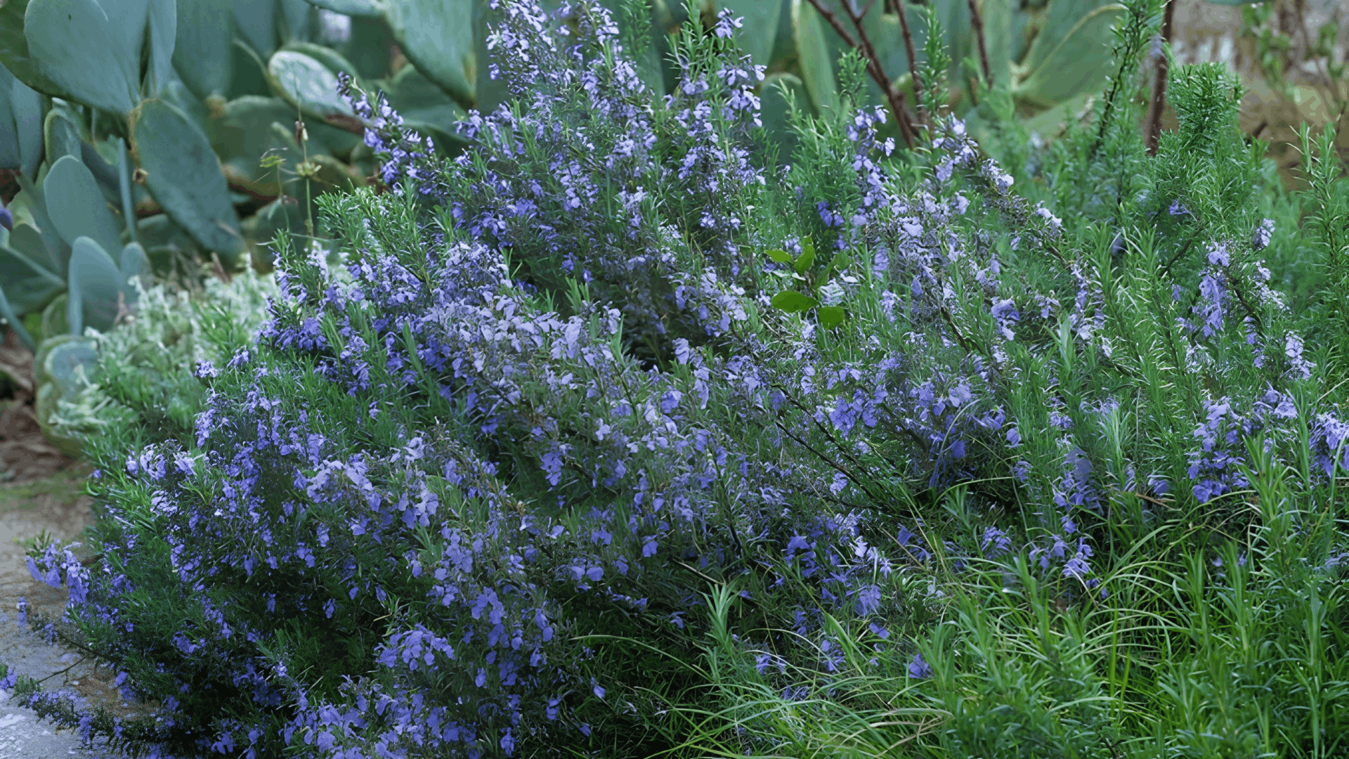 purple rosemary flowers blooming on dense evergreen shrubs with needle like leaves growing in a healthy garden beside prickly pear cactus plants (1)