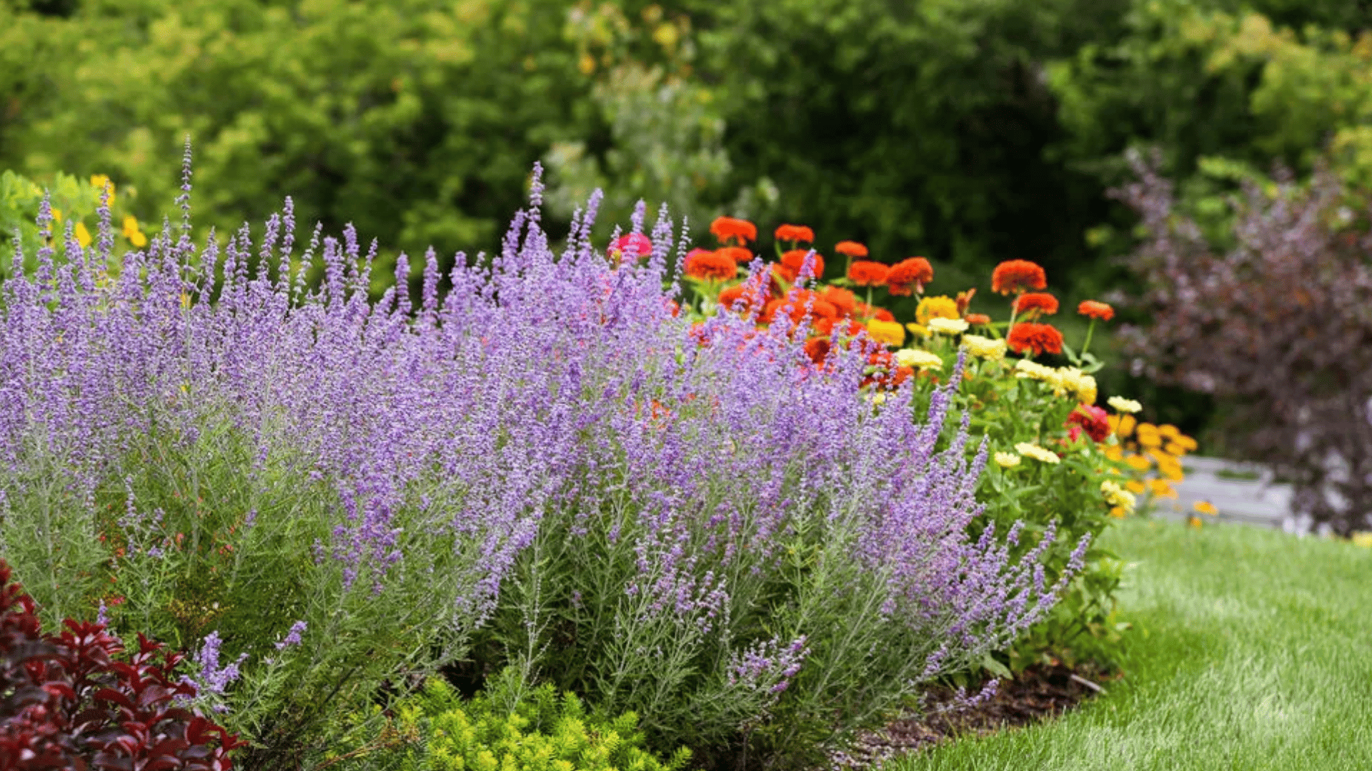purple russian sage blooming along a landscaped garden border with bright orange and yellow flowers beside a green lawn