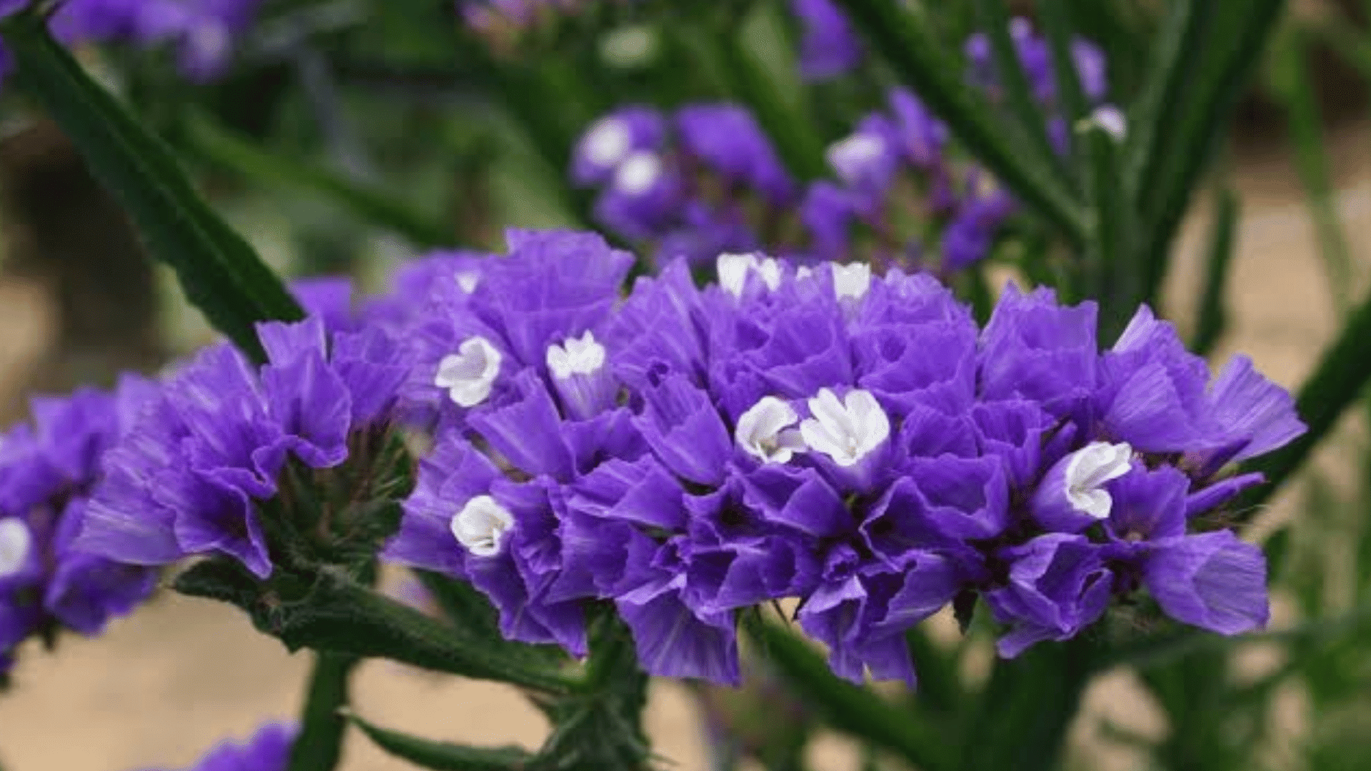 purple statice flowers with small white blooms clustered on green stems creating a vibrant display in a garden setting