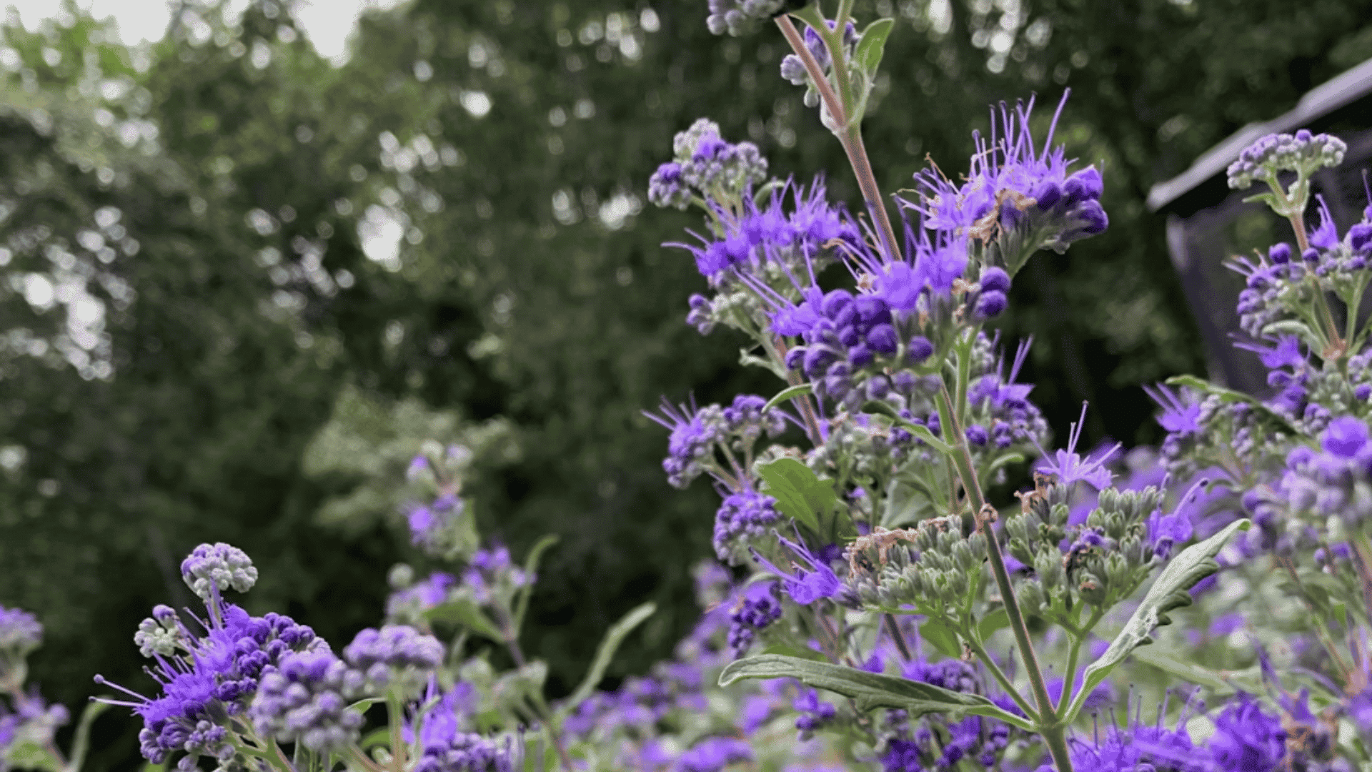 purple wildflowers blooming in a garden with leafy trees softly blurred in the background