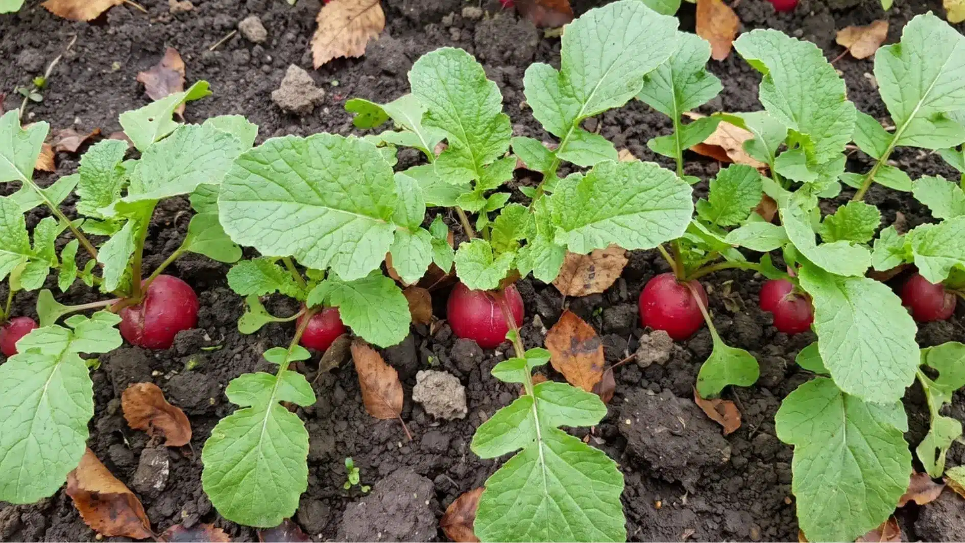 Red radishes growing with green leaves in garden soil