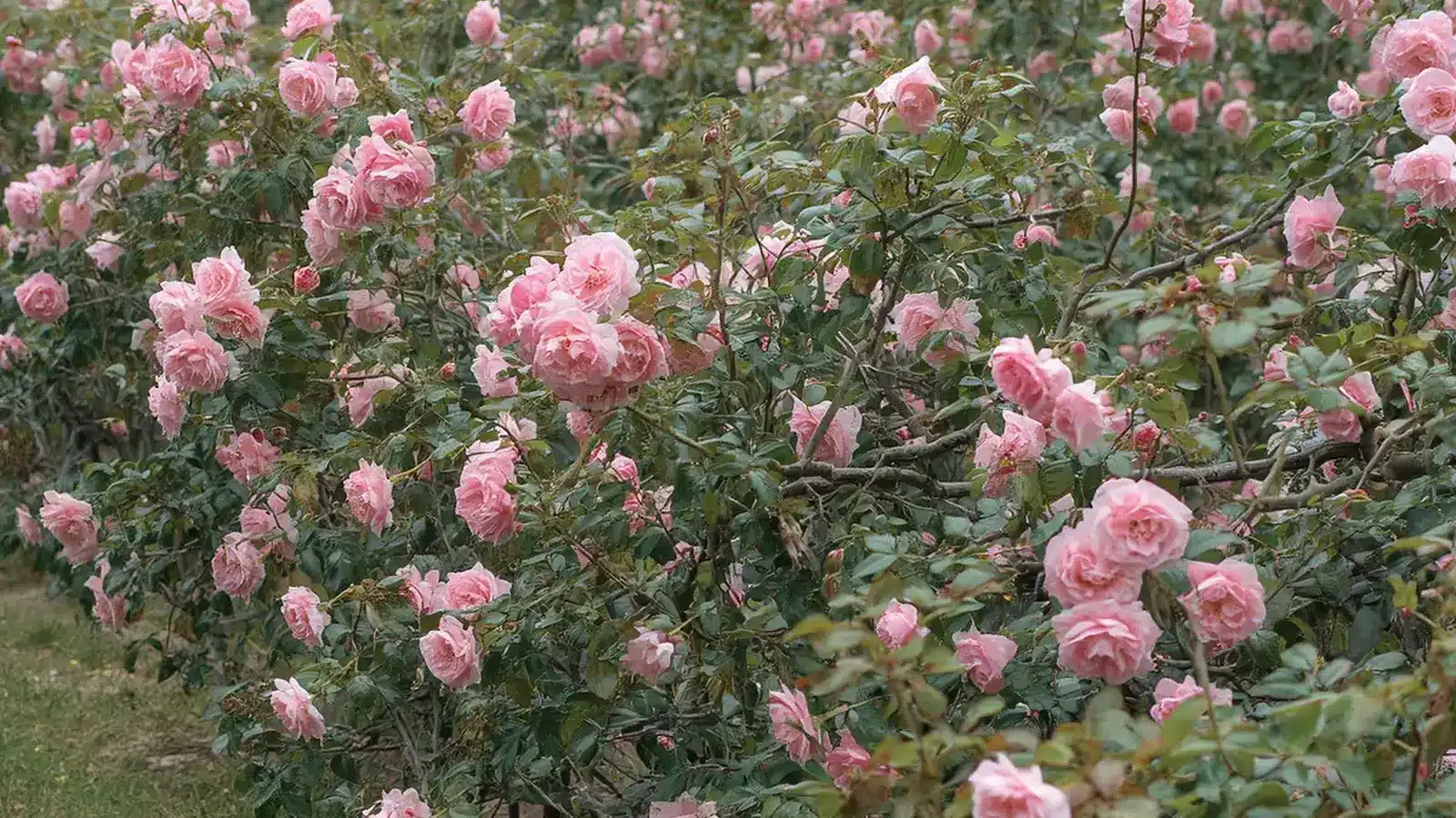 pale pink climbing roses blooming across dense green foliage in a garden