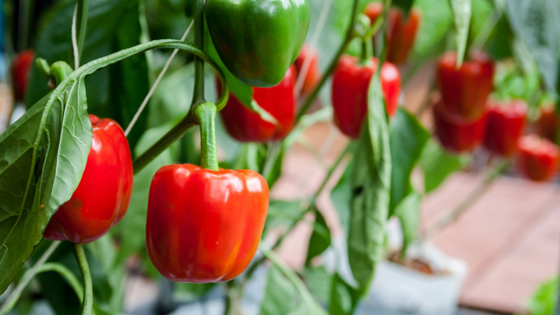 red and green bell peppers growing on healthy plants with glossy fruits hanging among lush green leaves in a garden