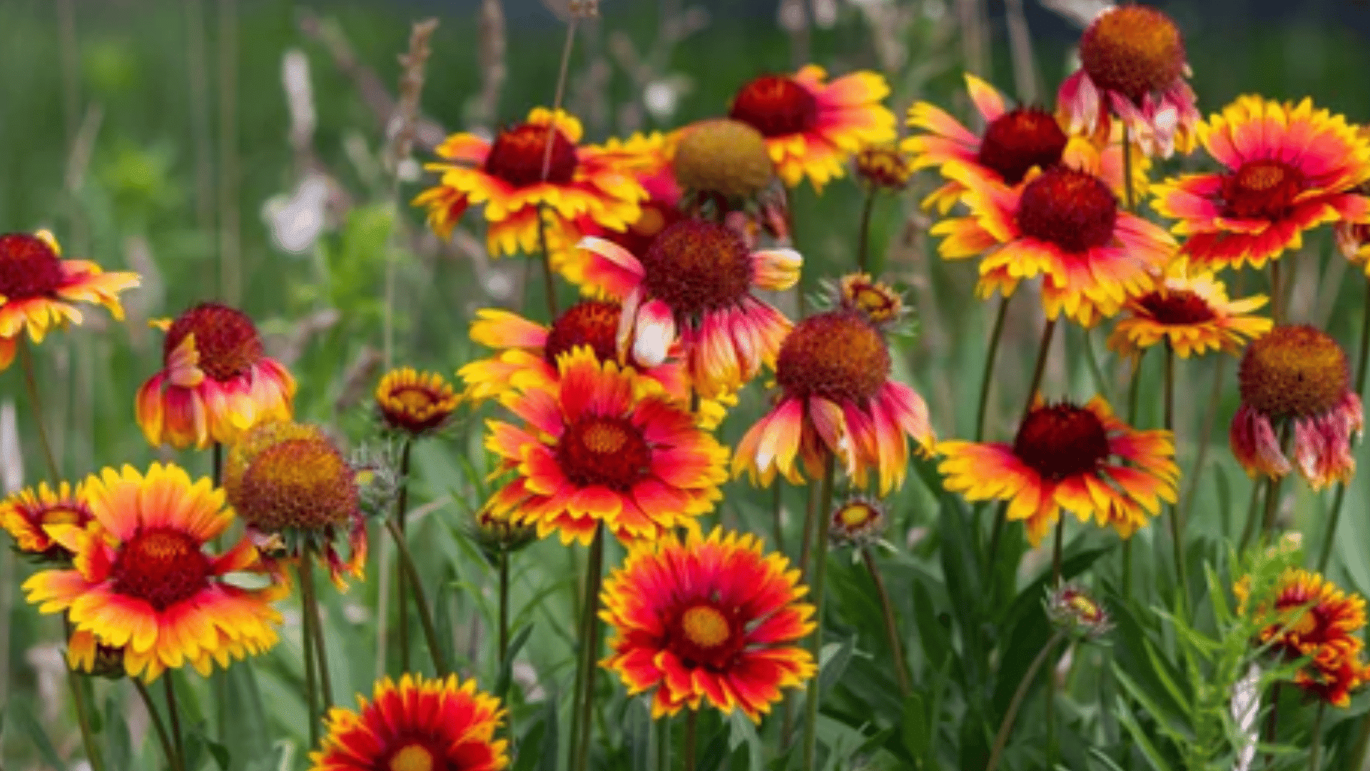 red and yellow blanket flowers blooming among green stems in a vibrant garden with a few faded blooms and soft meadow background