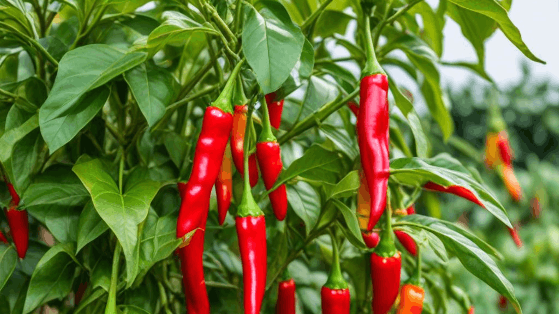 red chili peppers growing on green plants with ripe red and yellow peppers hanging in a garden field