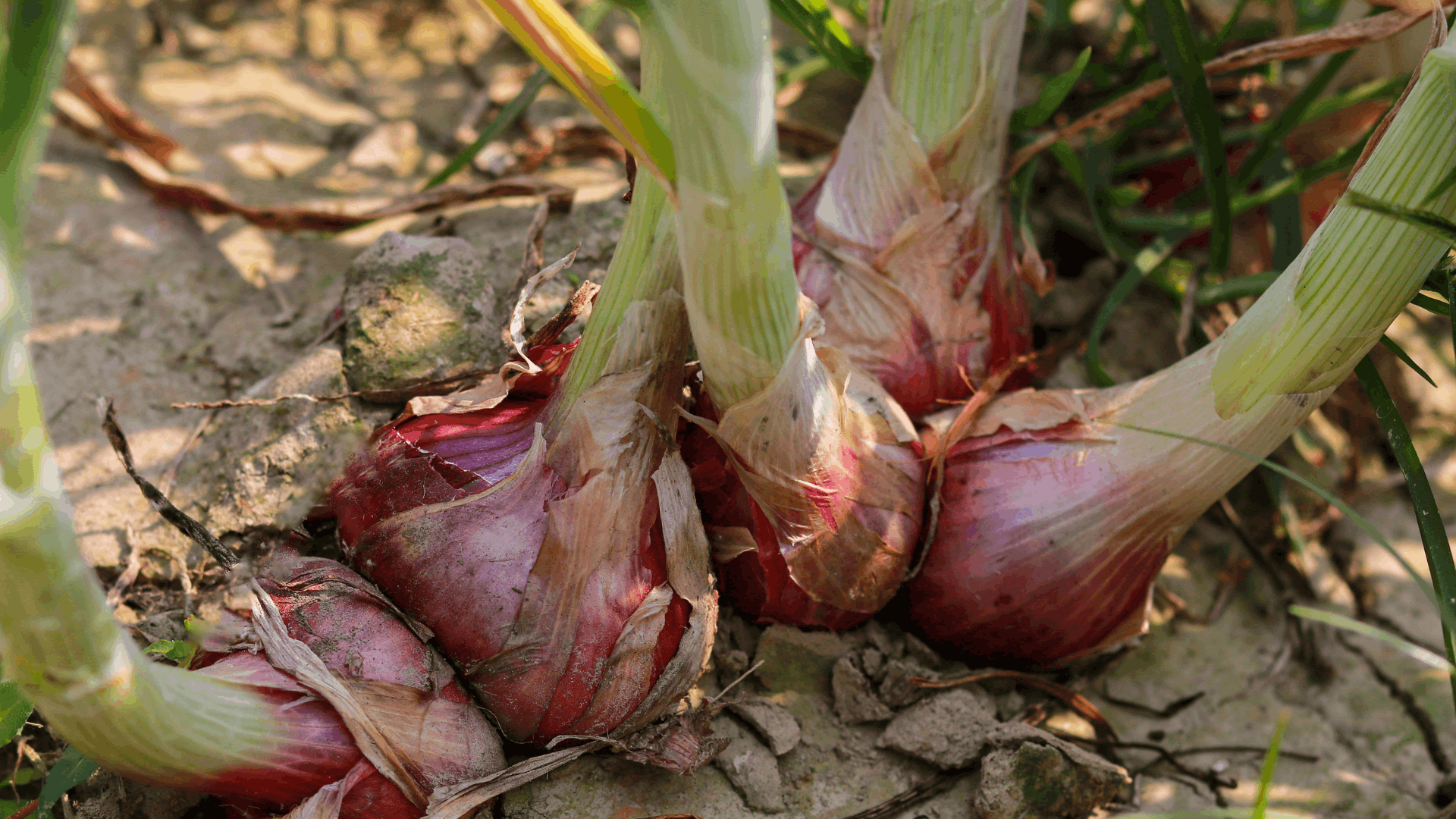 red onions growing in garden soil with green stalks above ground during a fresh vegetable harvest season