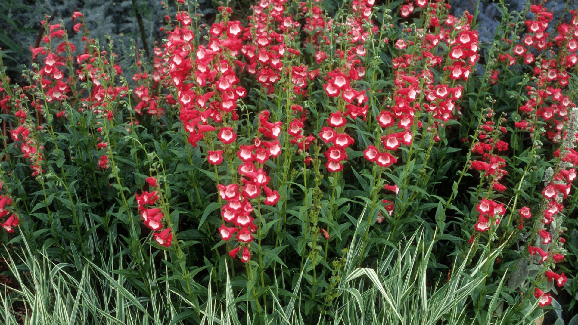red penstemon flowers blooming in a lush garden bed with variegated ornamental grass growing along the front edge (1)