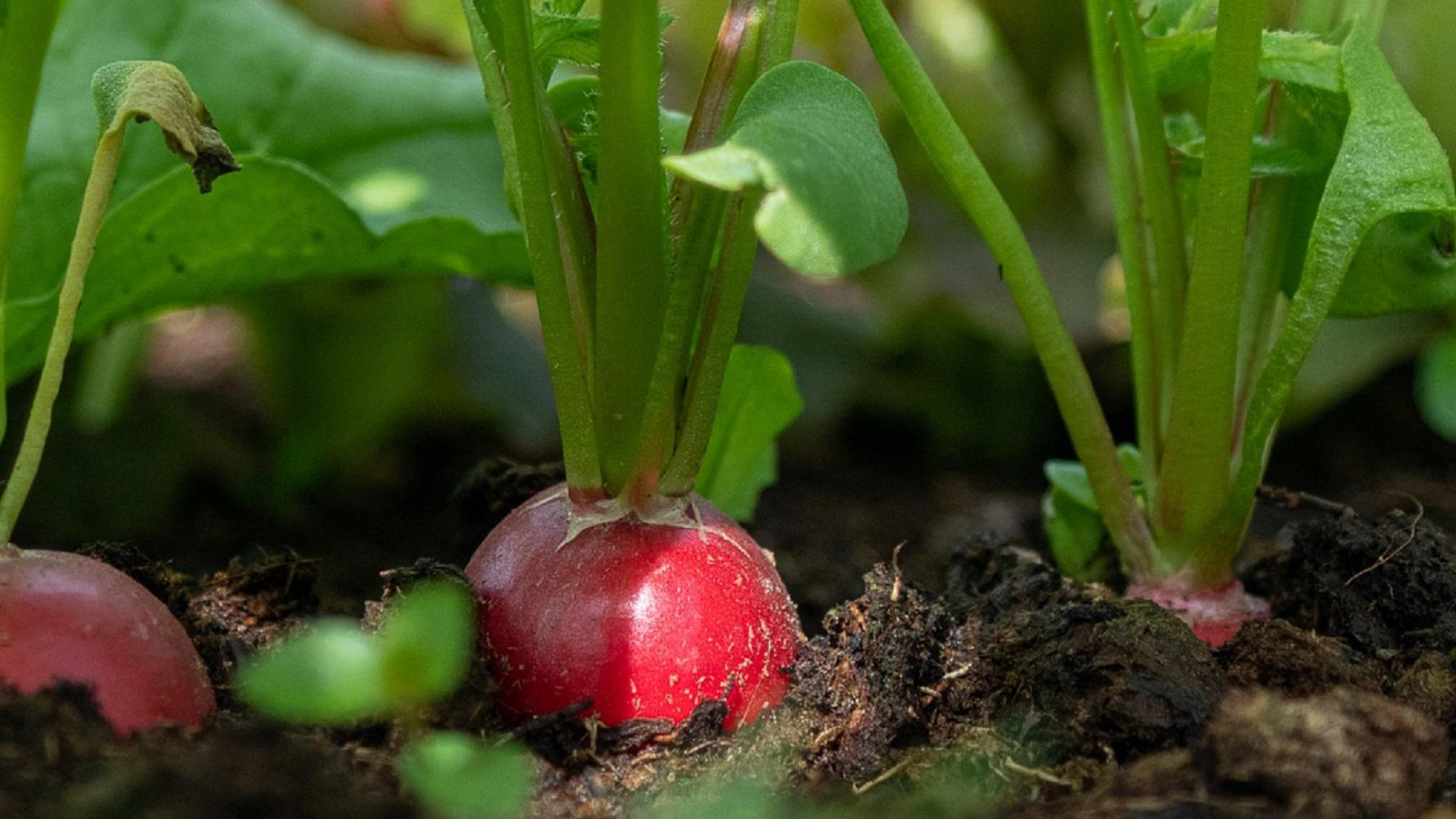 red radishes growing in rich garden soil with fresh green leafy tops showing healthy roots ready for harvest in the vegetable bed (1)
