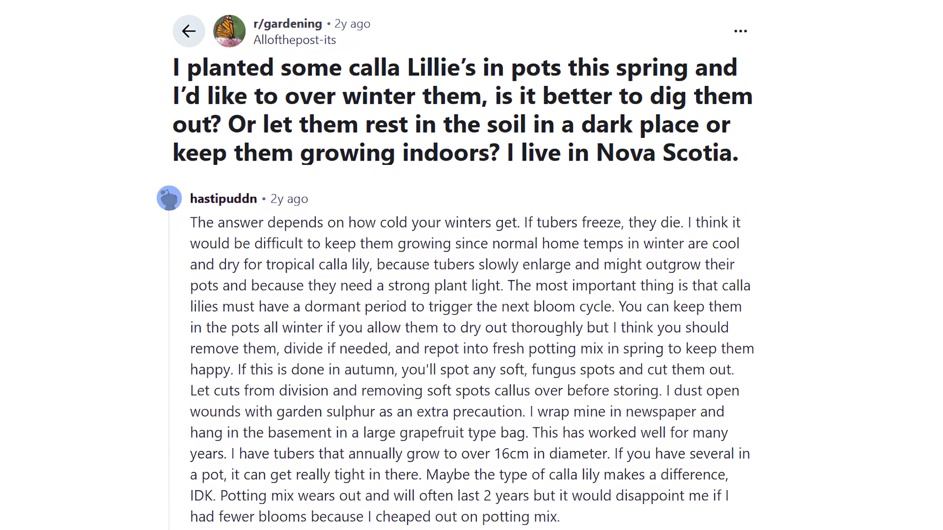 reddit post asking how to overwinter potted calla lilies during cold winters in nova scotia