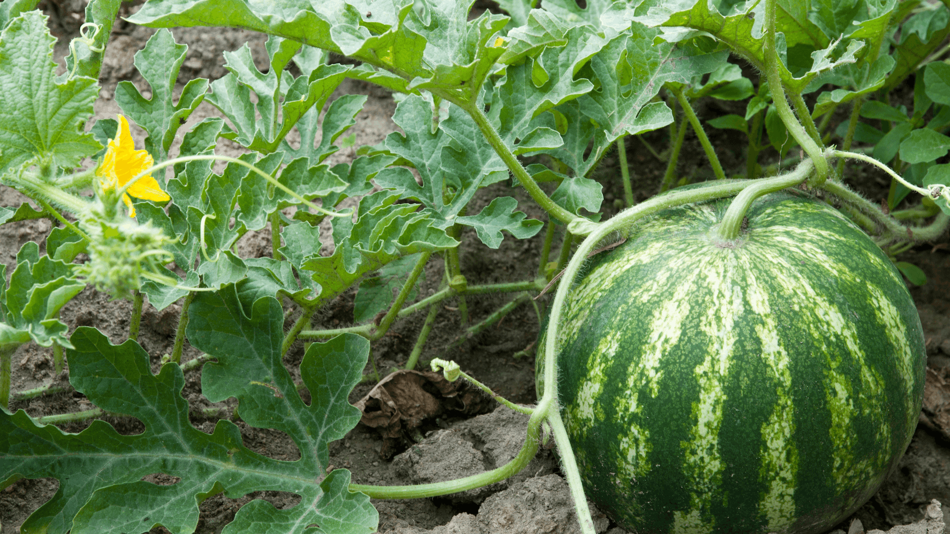 ripe green watermelon growing on a sprawling vine with broad leaves and a yellow flower in a healthy vegetable garden (1)